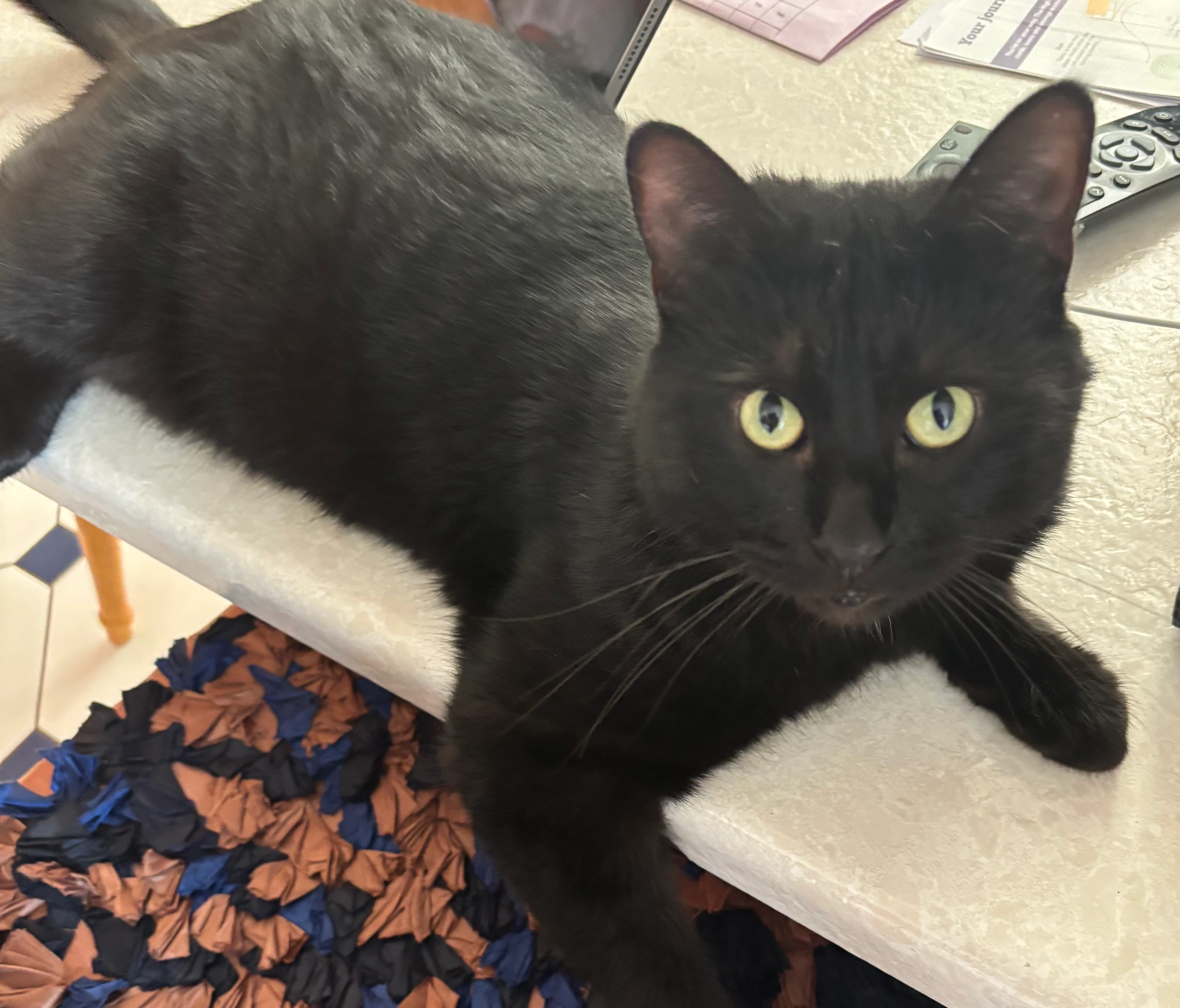 Binx - Hollam Crescent, Fareham