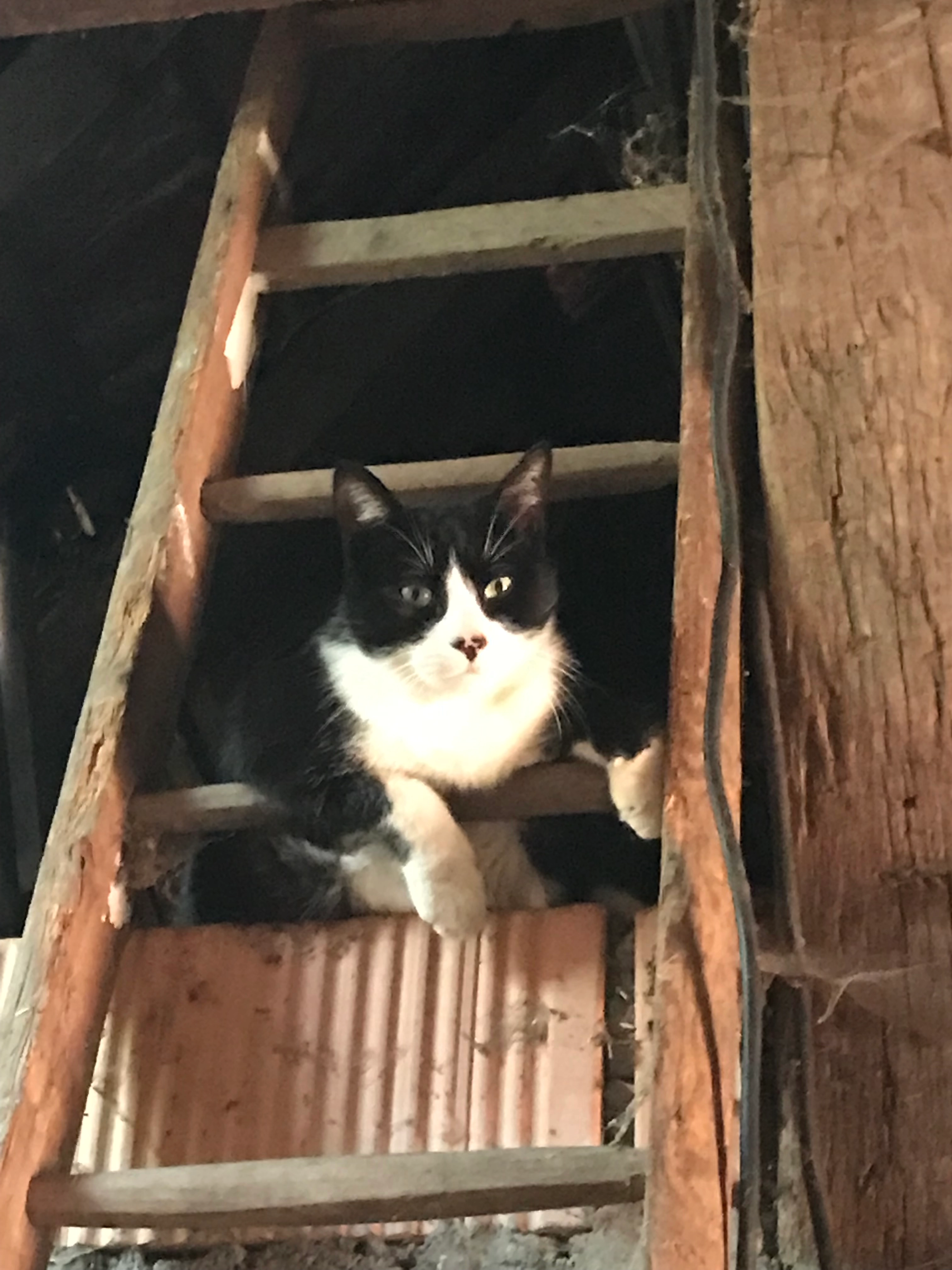 Charly - Rue de la Libération, Ottmarsheim