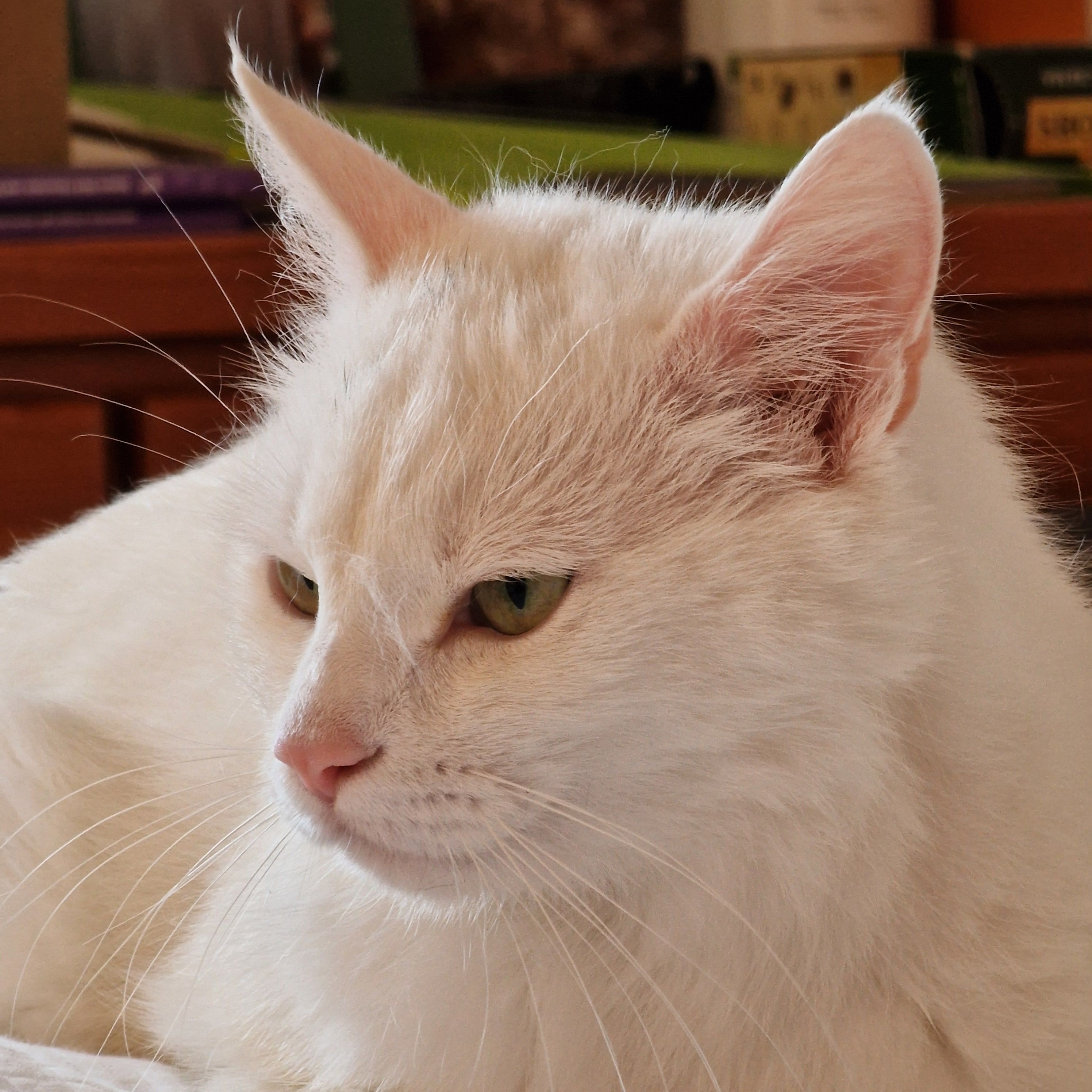 Pauline - Schönewalder Straße, Rückholz