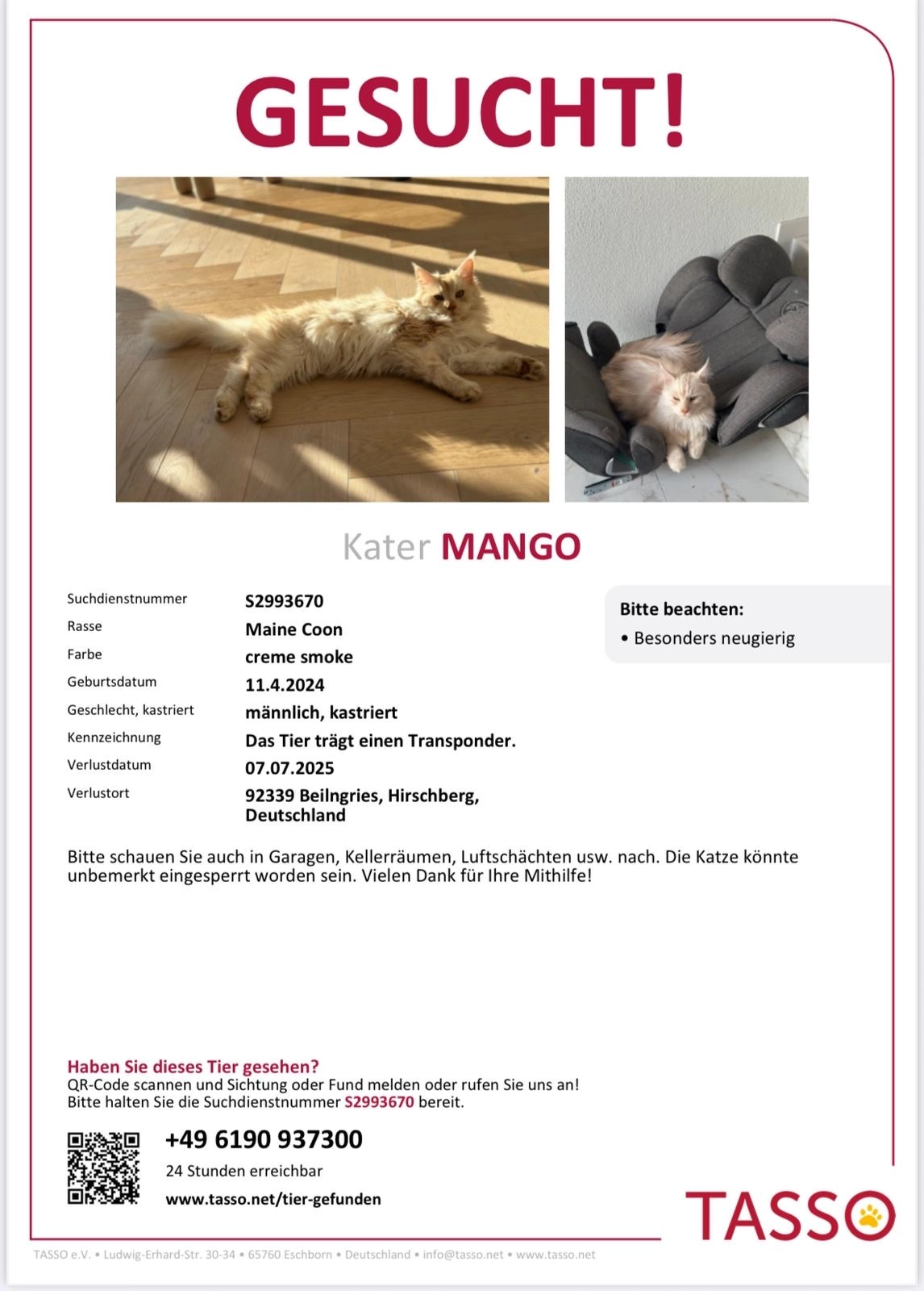 Missing Cat - Fürstenstraße, Beilngries