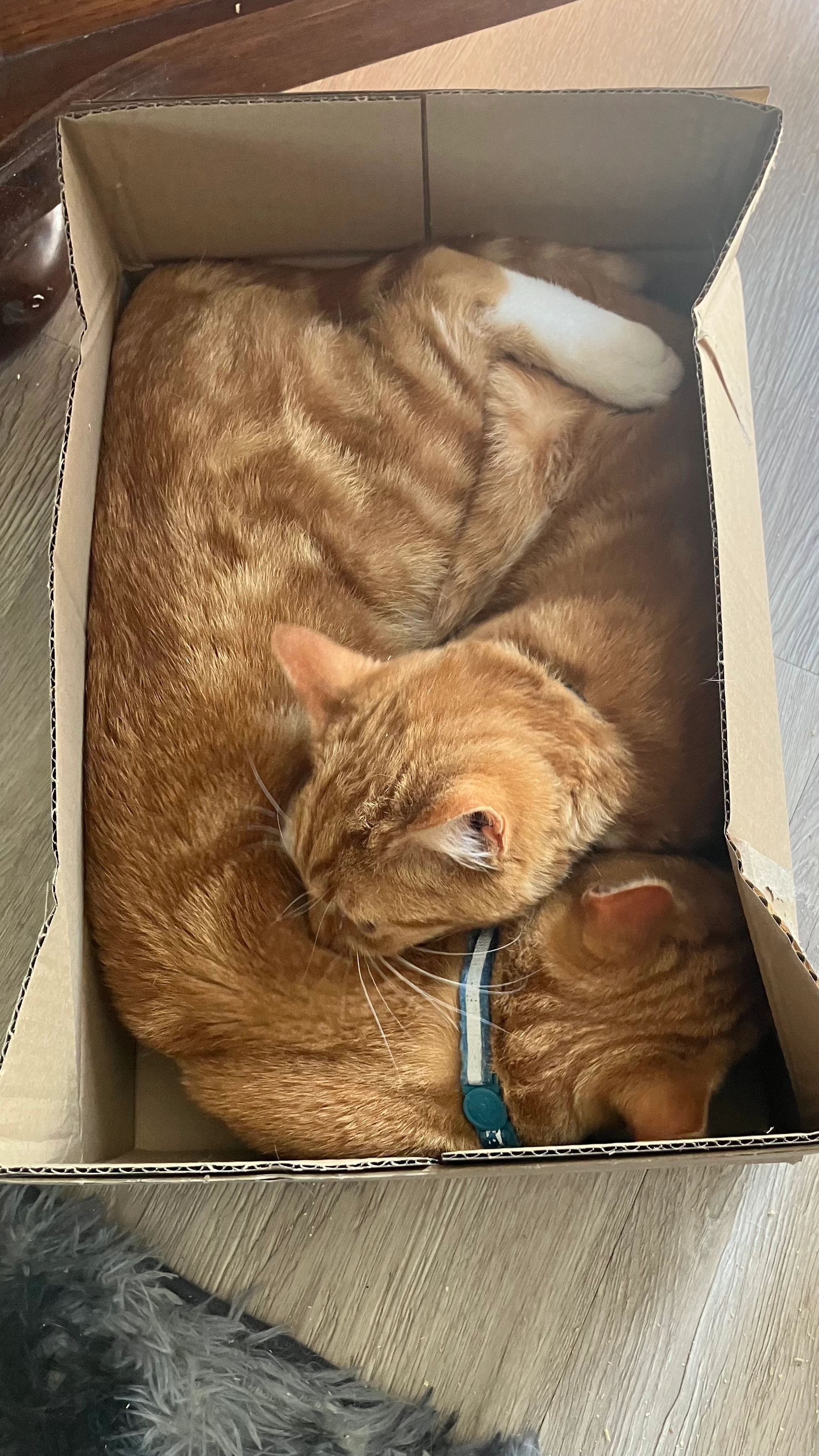 Pumpkin - The Avenue, Westbury