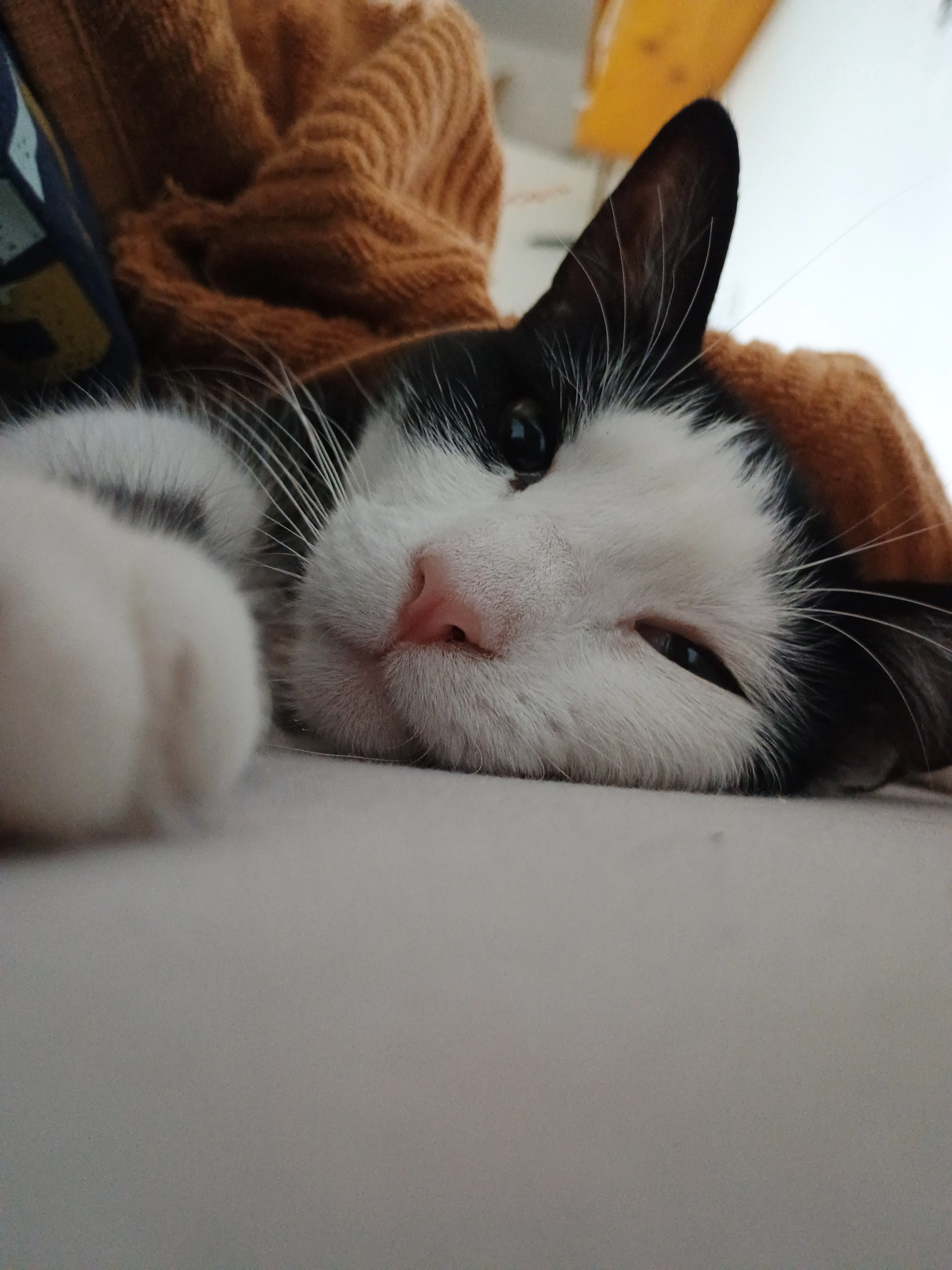 Ognjen - Marijane Gregoran, Belgrade