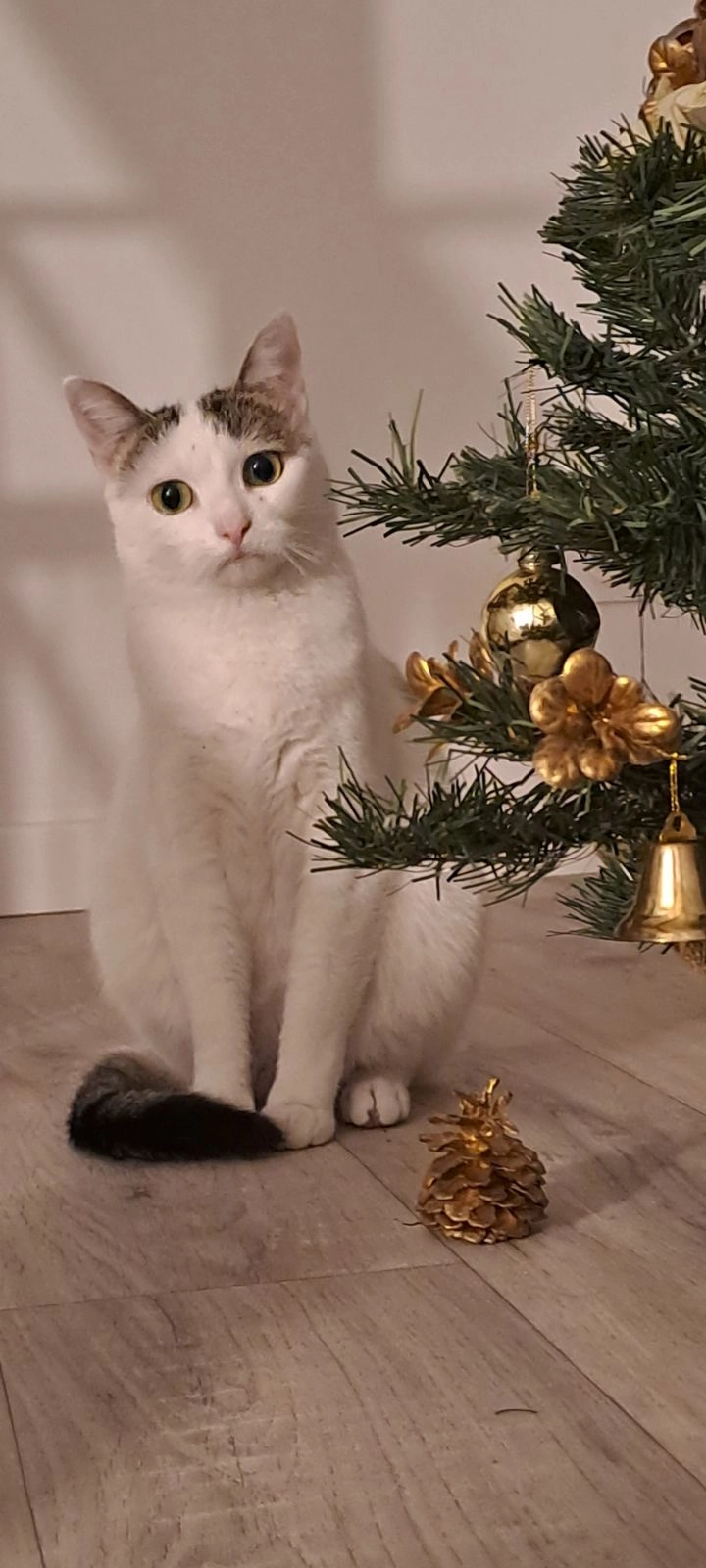 Summer  - 23 Rue de l'Hermitage, Beaucouzé