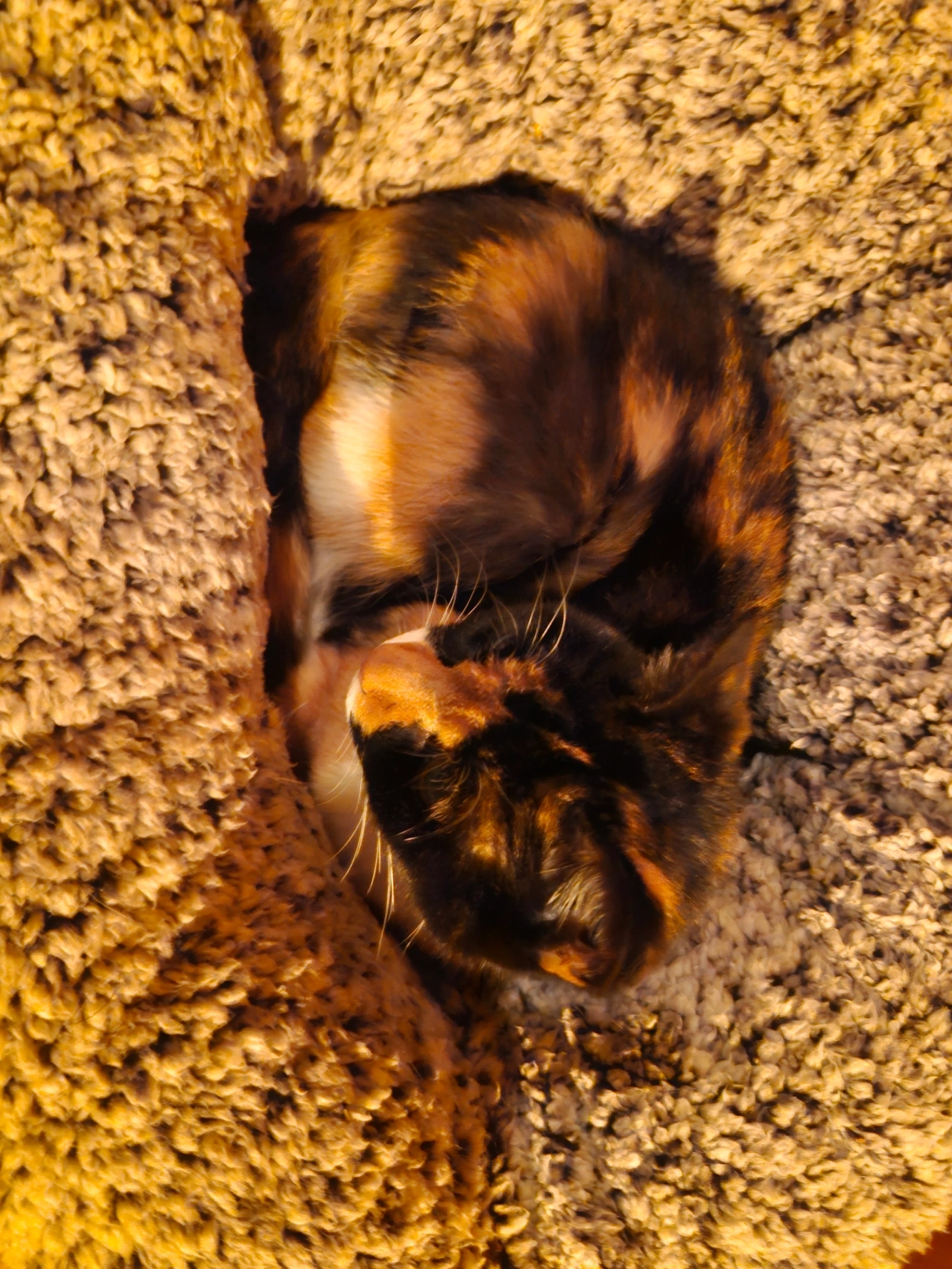 Scylla (Silla) - Whitsoncross Lane, Plymouth