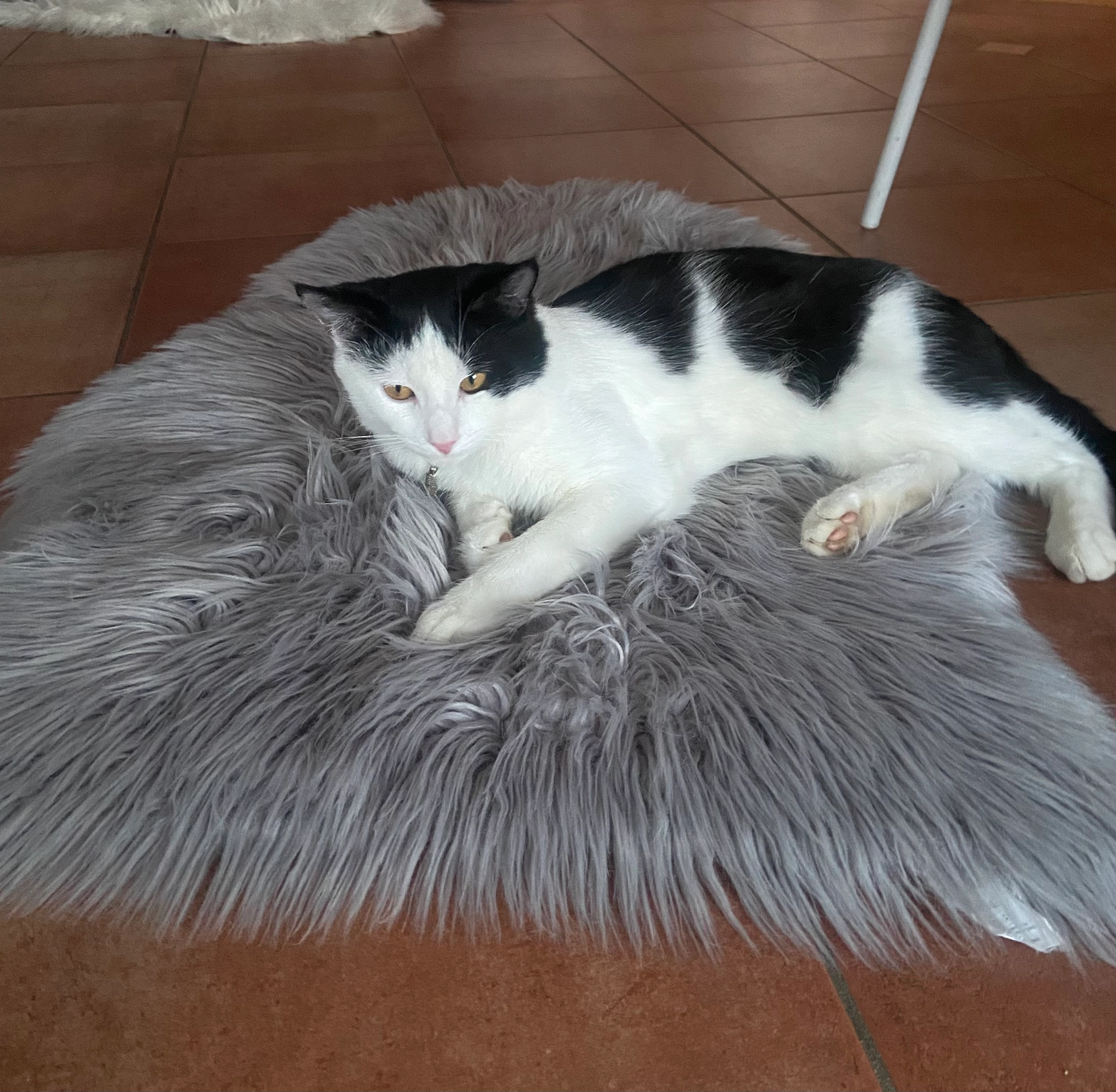 Max - Am Dorfanger, Meckenbeuren