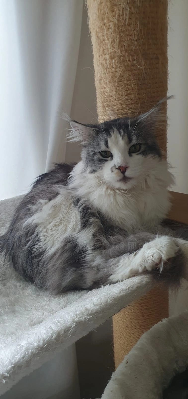 Nico  - Elmshorner Straße, Pinneberg