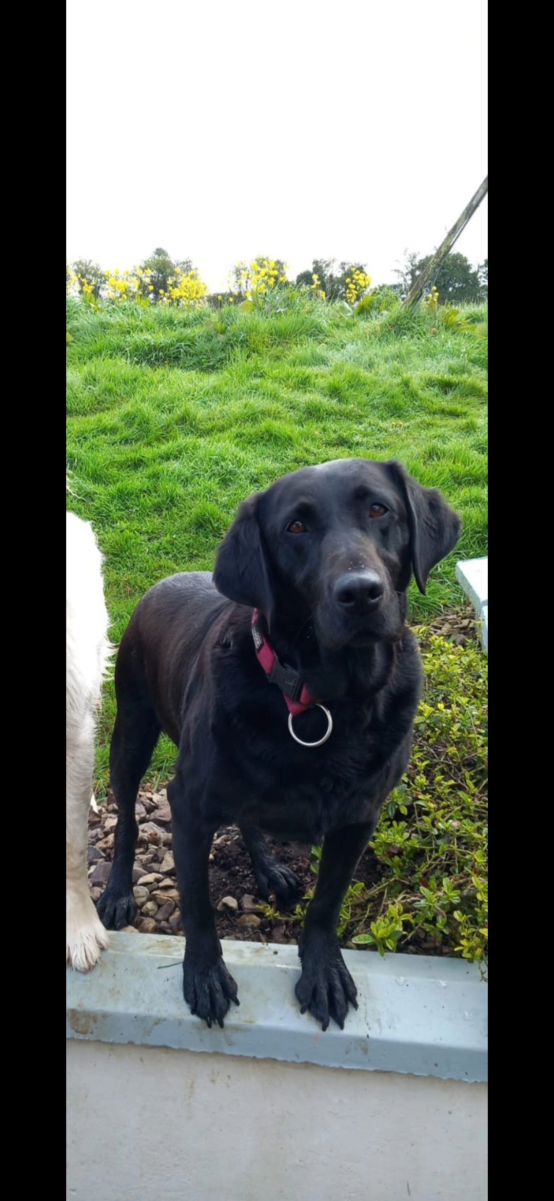 Rosie - X91, Rathpatrick