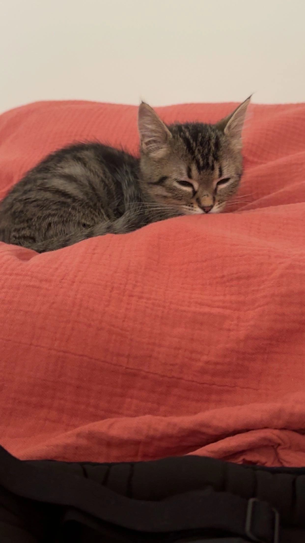 Kitty - Rue Honoré Daumier, La Rochette