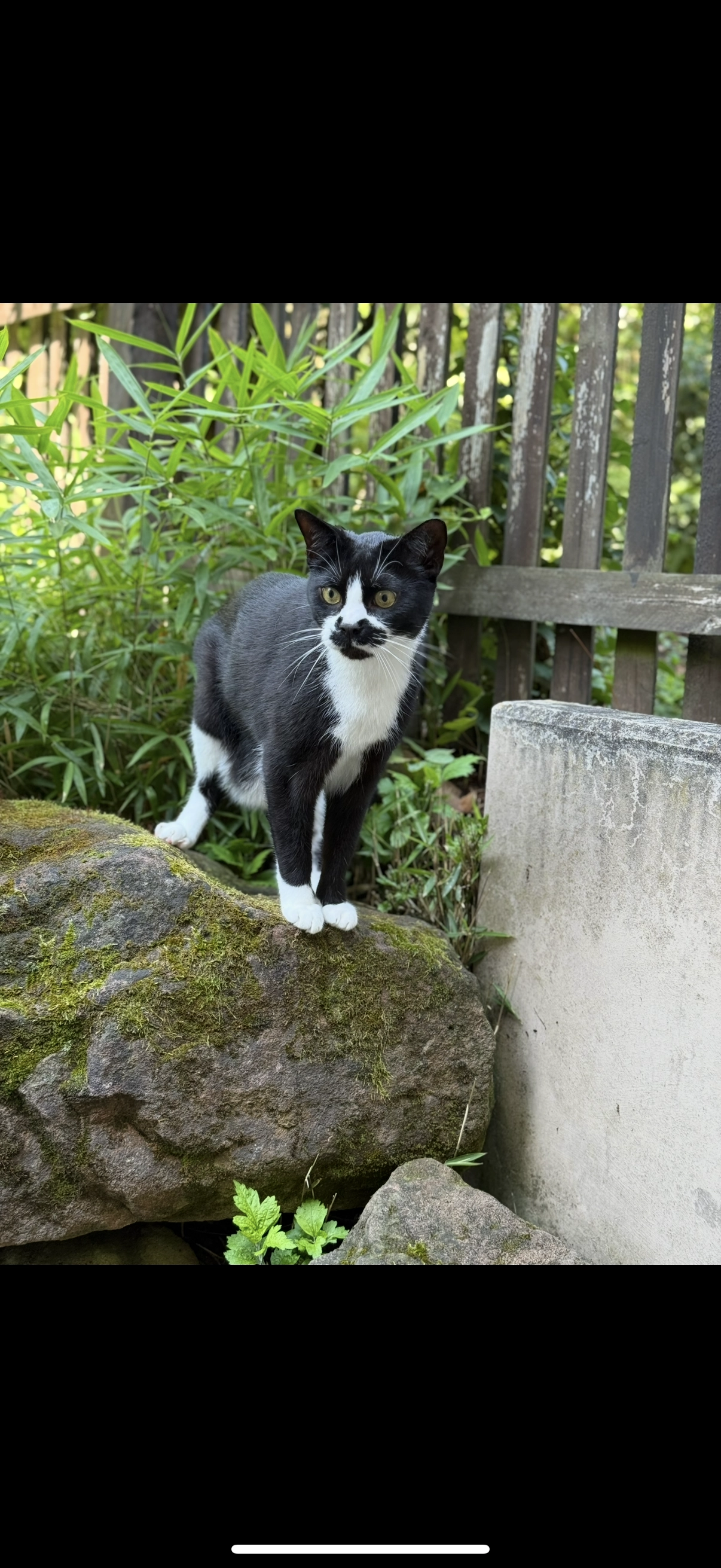 Tommy - Sterngasse, Worms