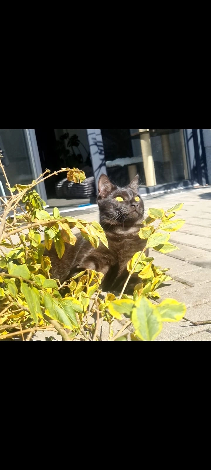 Simba  - Alpenstraße, Blankenfelde-Mahlow