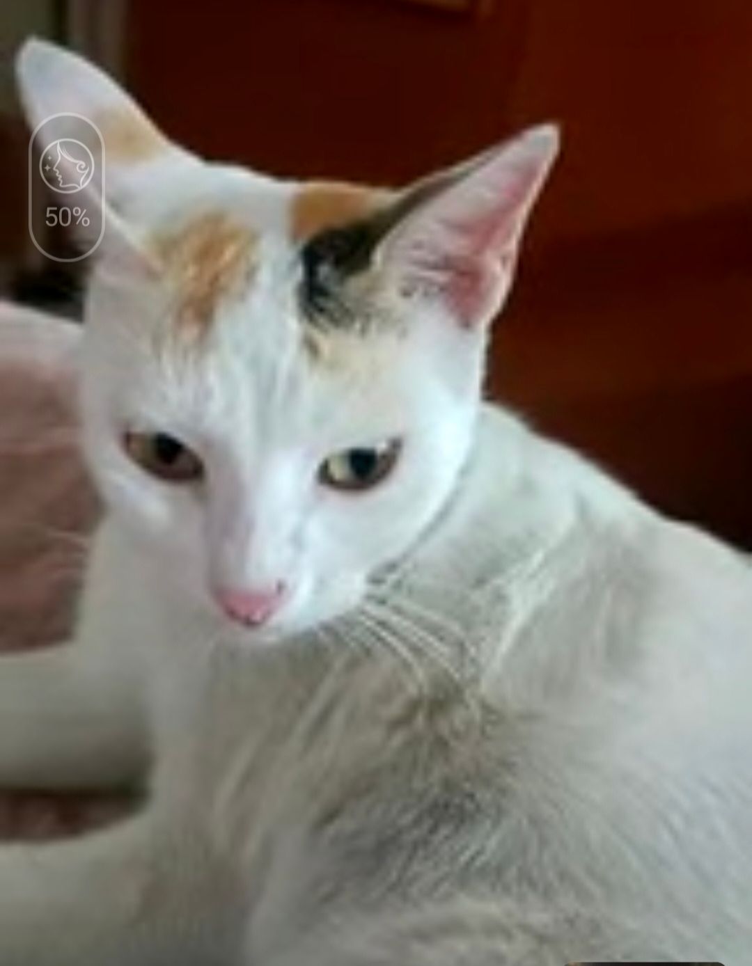 Sherlock - Hill Cart Road, Siliguri