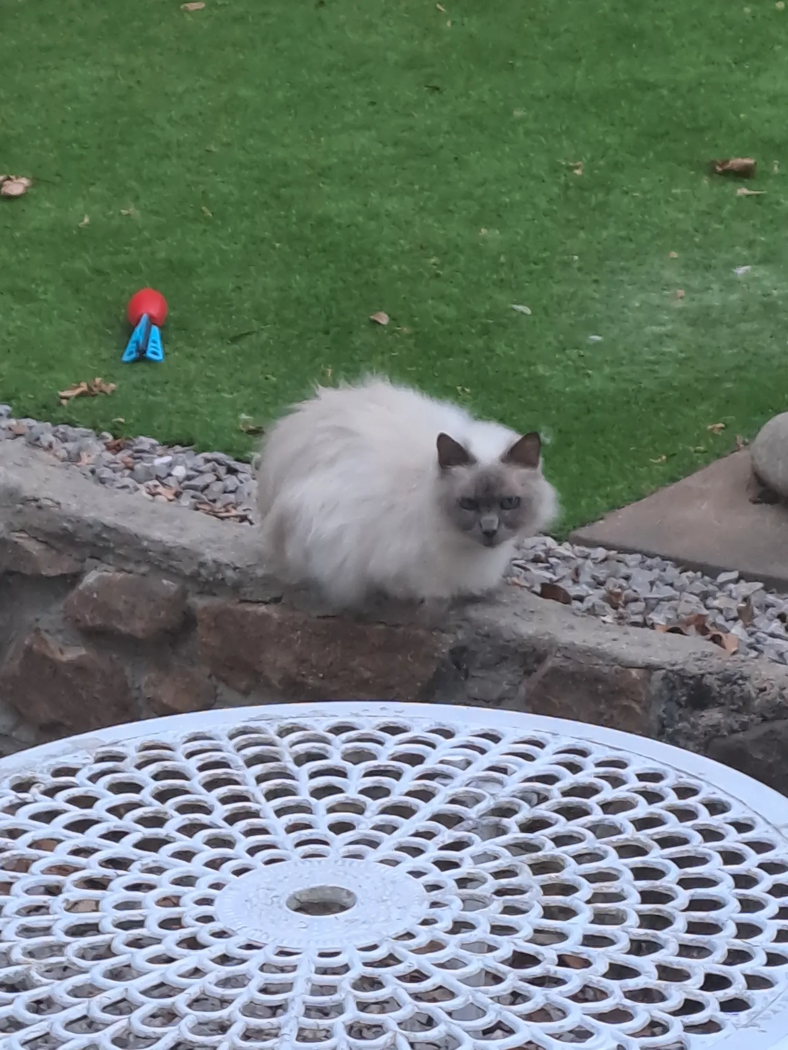 Chelsea - Saint Stephens Drive, Pencoed