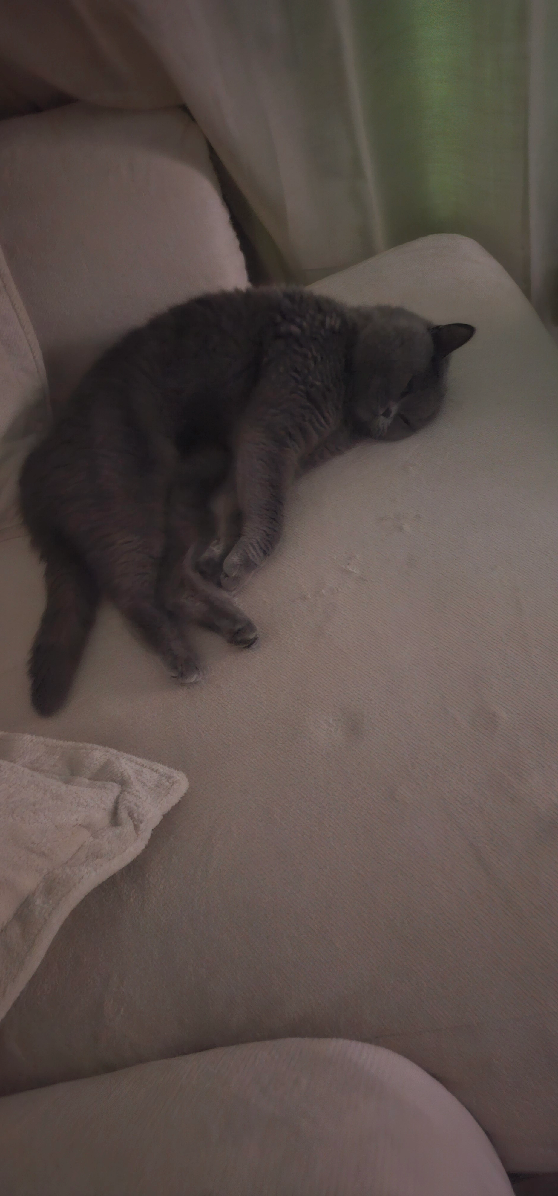 Shelby  - Marie-Bernays-Ring, Mönchengladbach