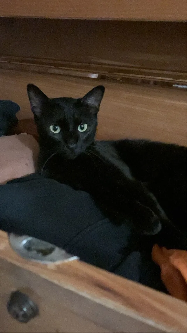 Olive - East Lehigh Avenue, Englewood