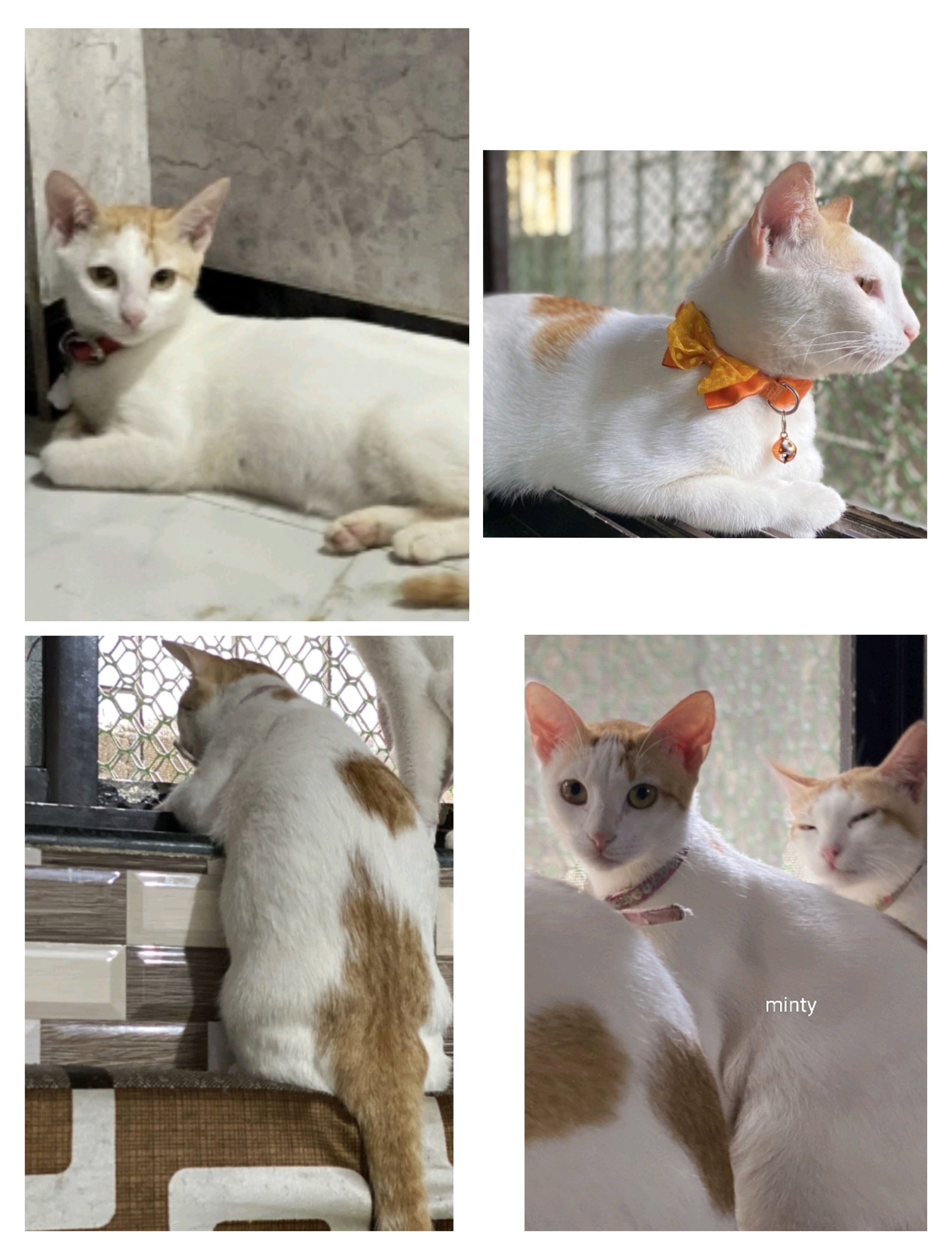 Minty - Indralok Phase 2, Mira-Bhayandar