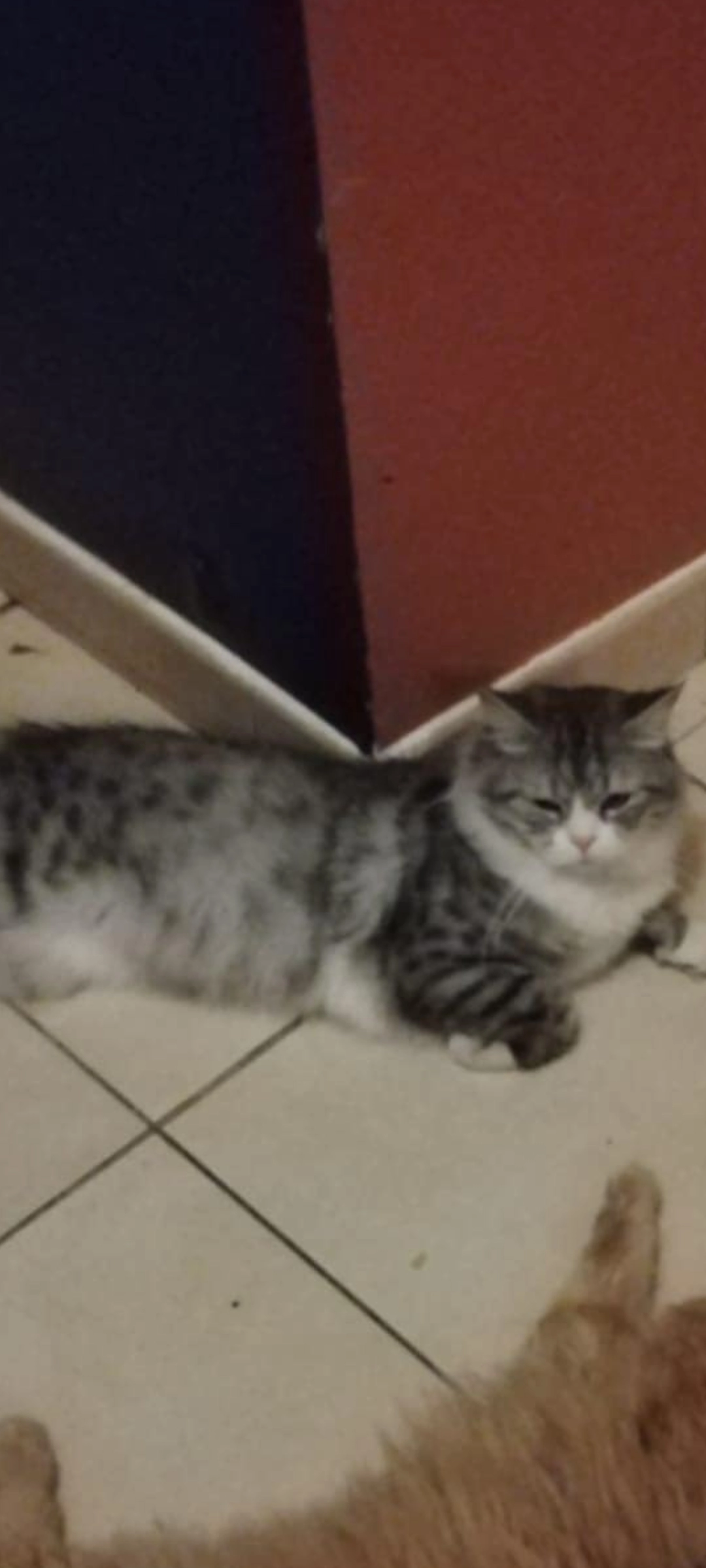 Atchi - 1 Rue Cart, Nîmes