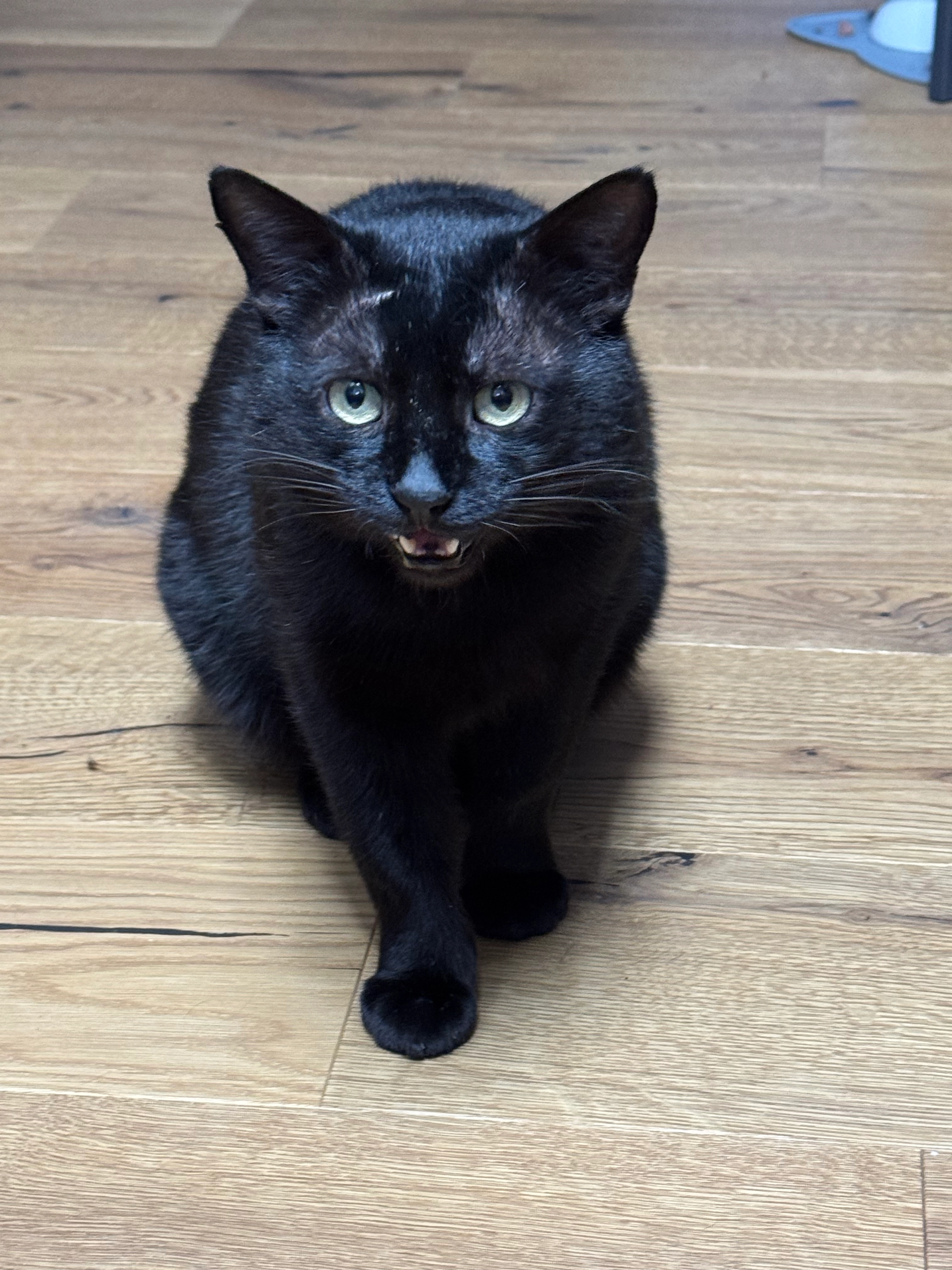 Tommy / Thomas  - Schumannweg, Schorndorf