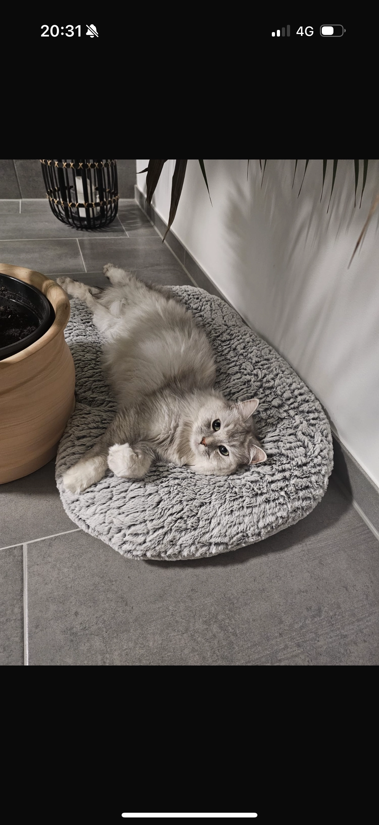 Nala - Ahornweg, Beelitz