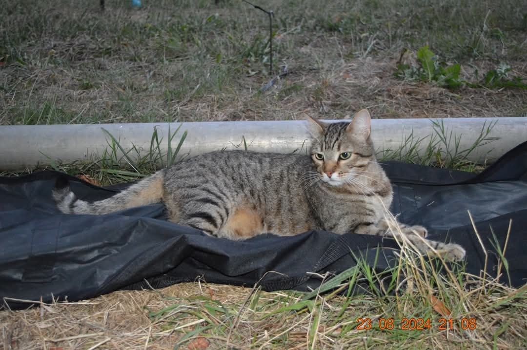 Nabis - La Chapelle Morthemer, Valdivienne