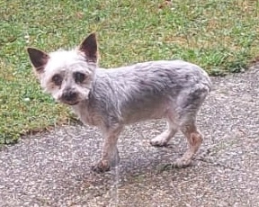 Fidèle (fifi) - 5B Rue Colbert, Richwiller