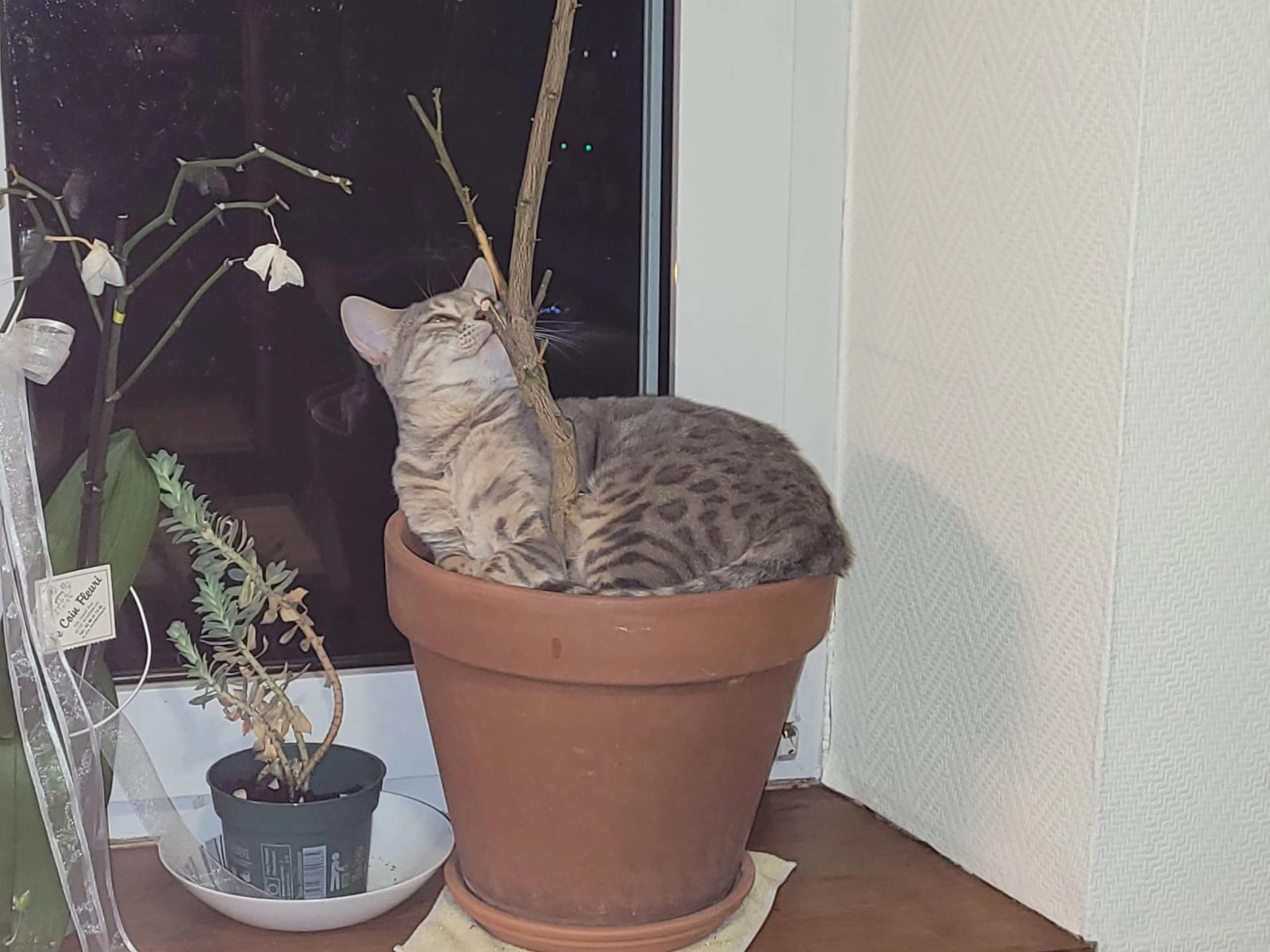 Uline - 3 Rue des Charmilles, Russ