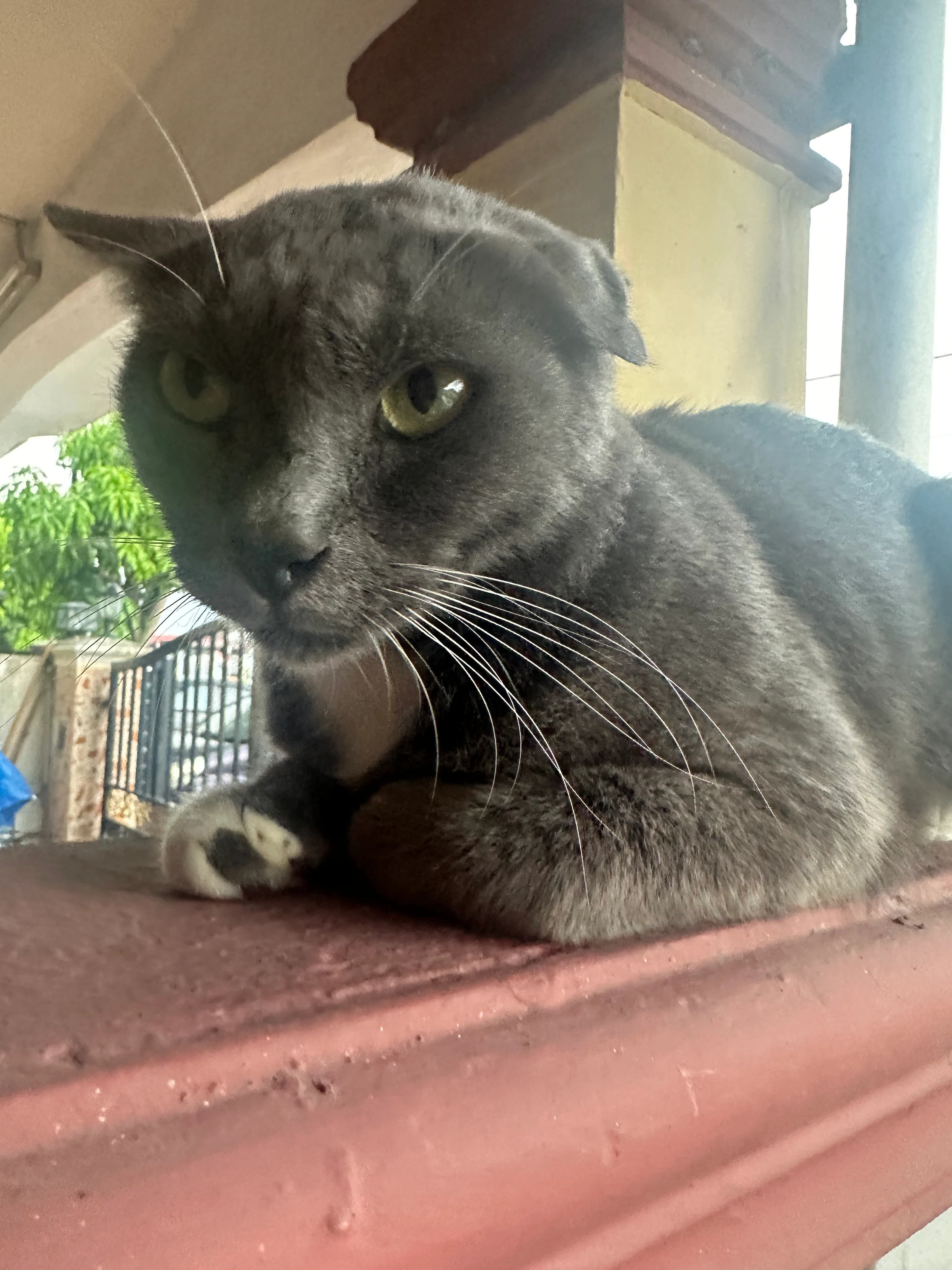 miko - 51 Jalan Teratai 2, Petaling