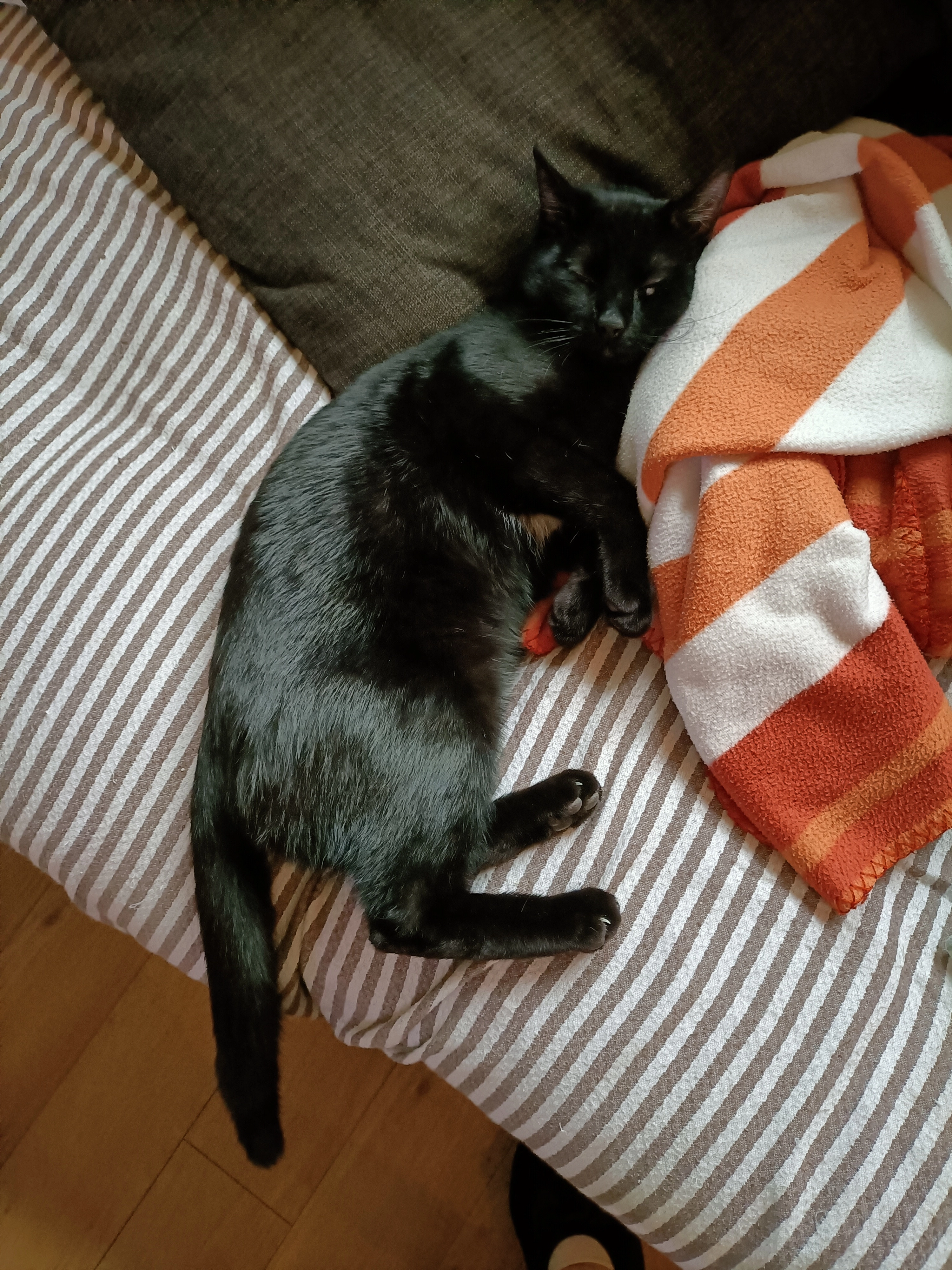 Django - 150 Impasse Buffon, Le Cannet