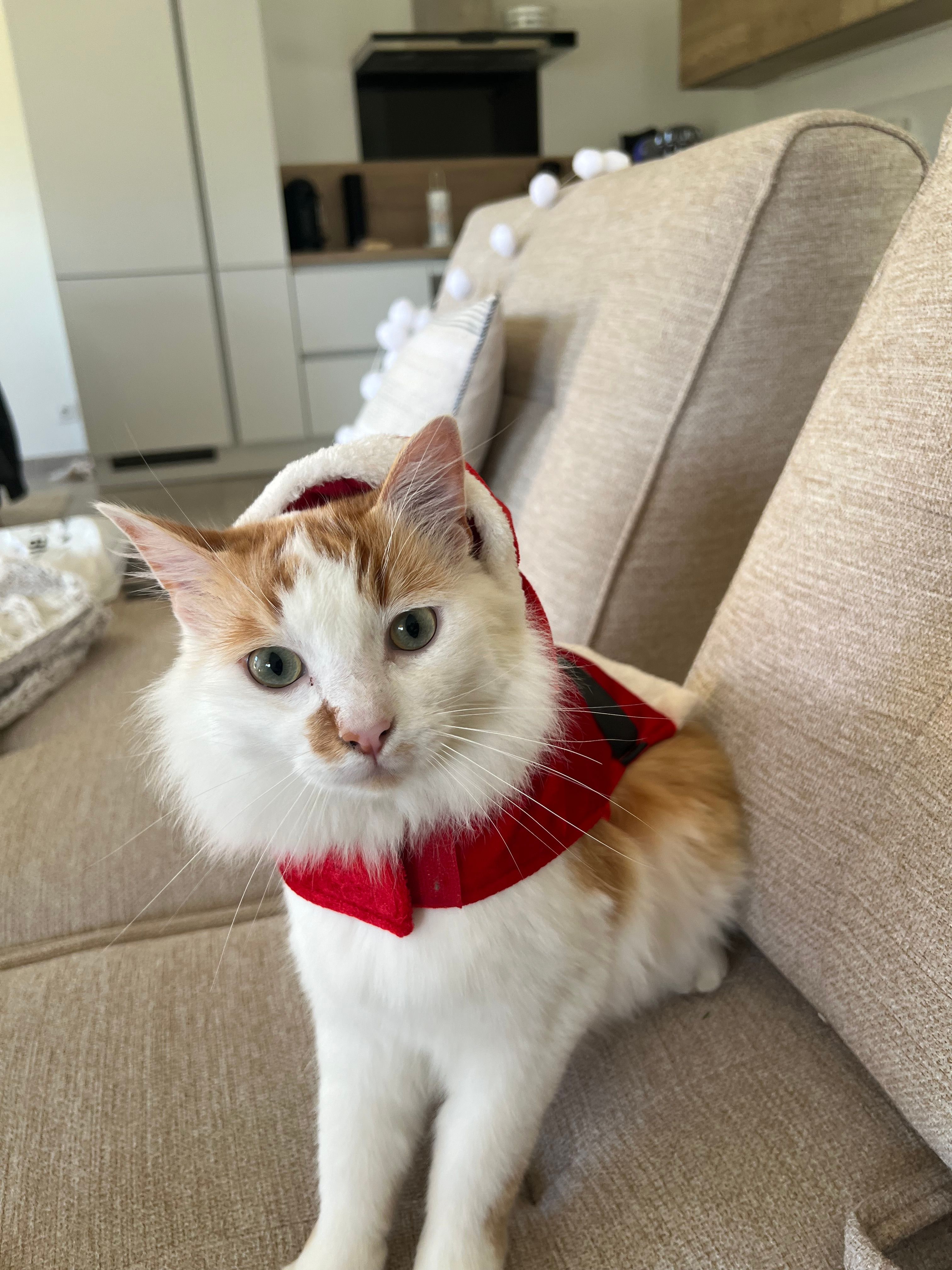 Toulouse - Rue Du Castelmouly, Bagnères-de-Bigorre