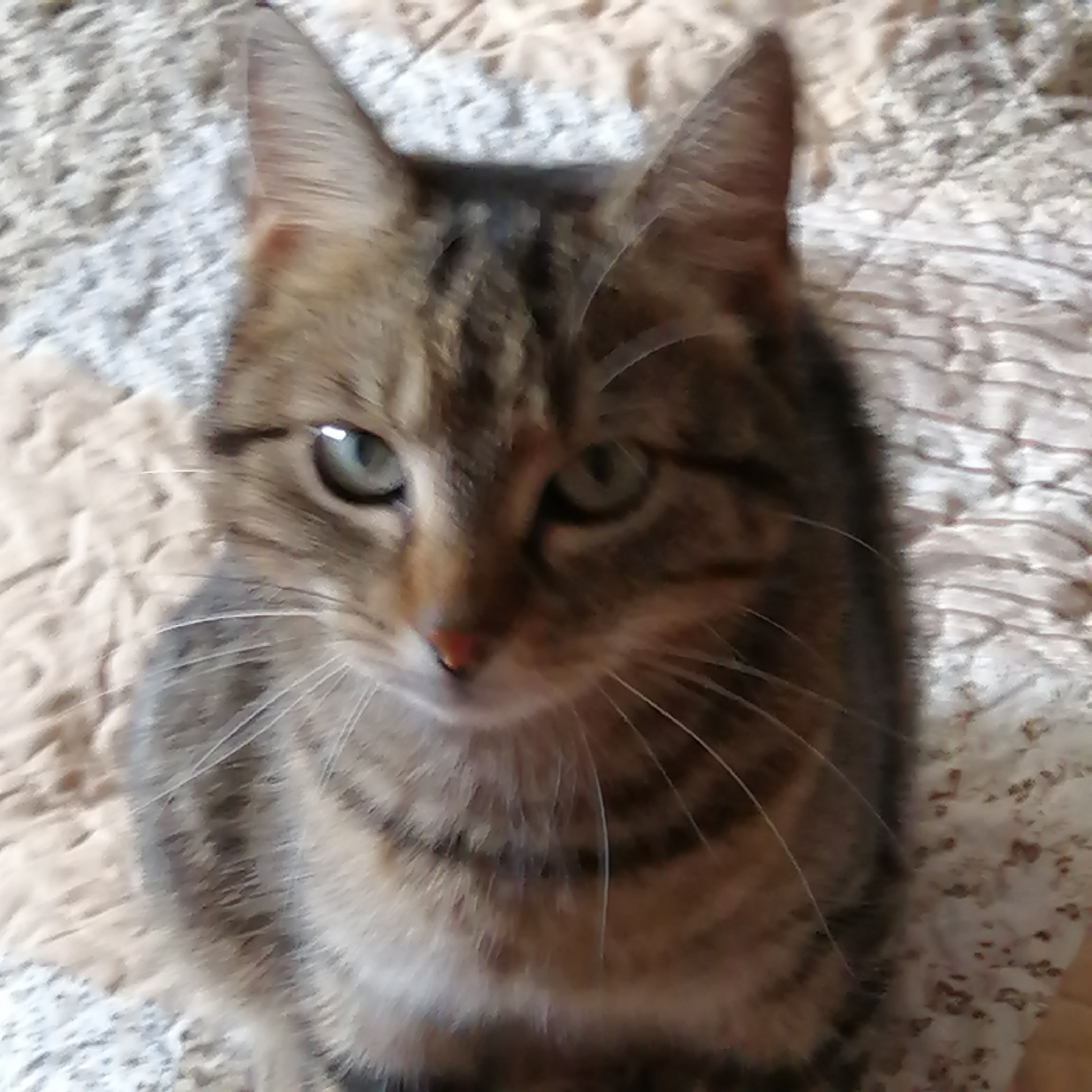 Lisa - Bergwerk-Hauptstraße, Zillingdorf