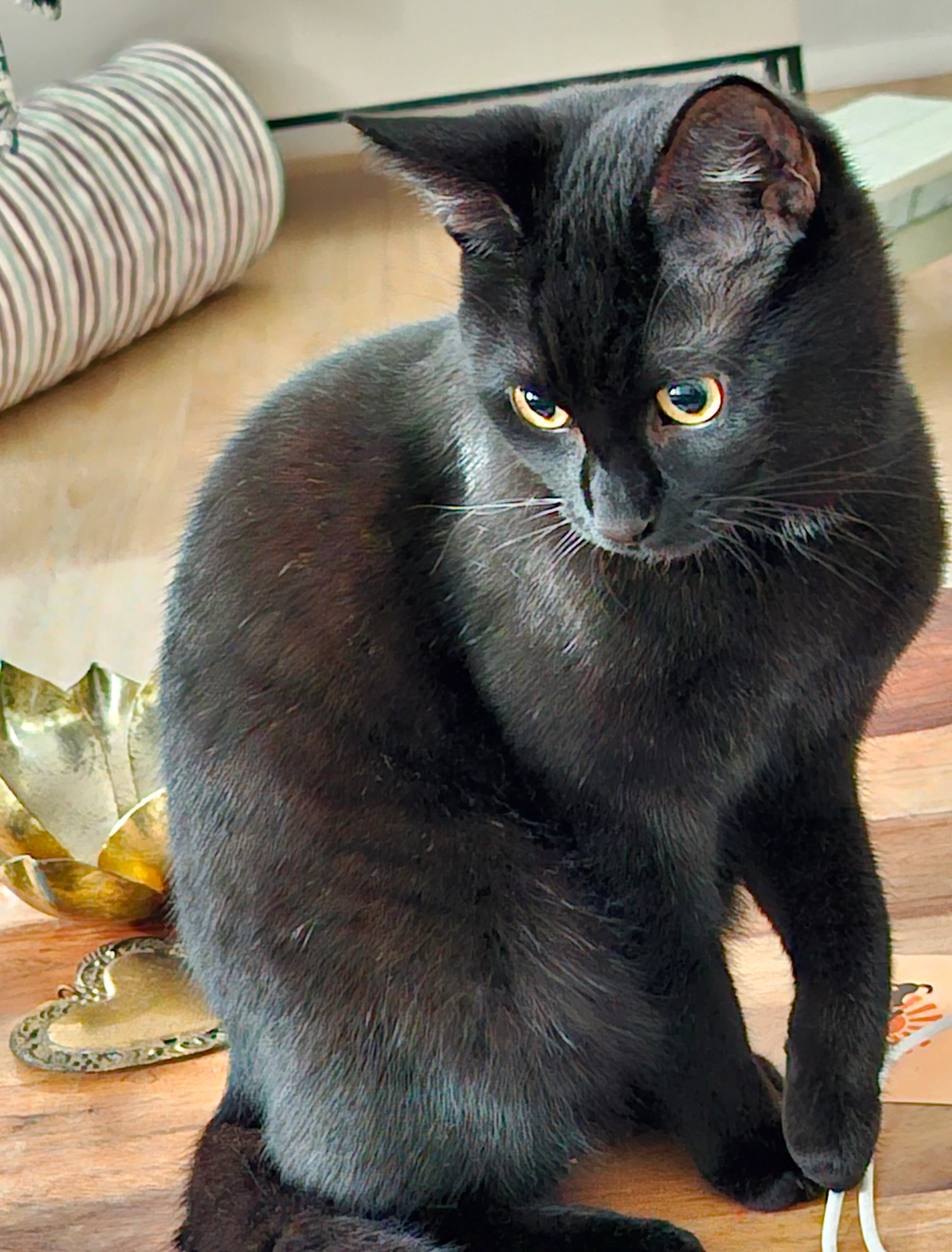 Bobbi - Olewiger Straße, Trier