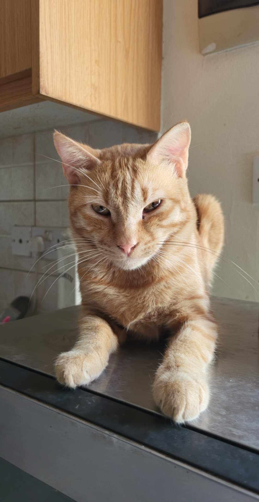 Hawee - High Street, Cambridge