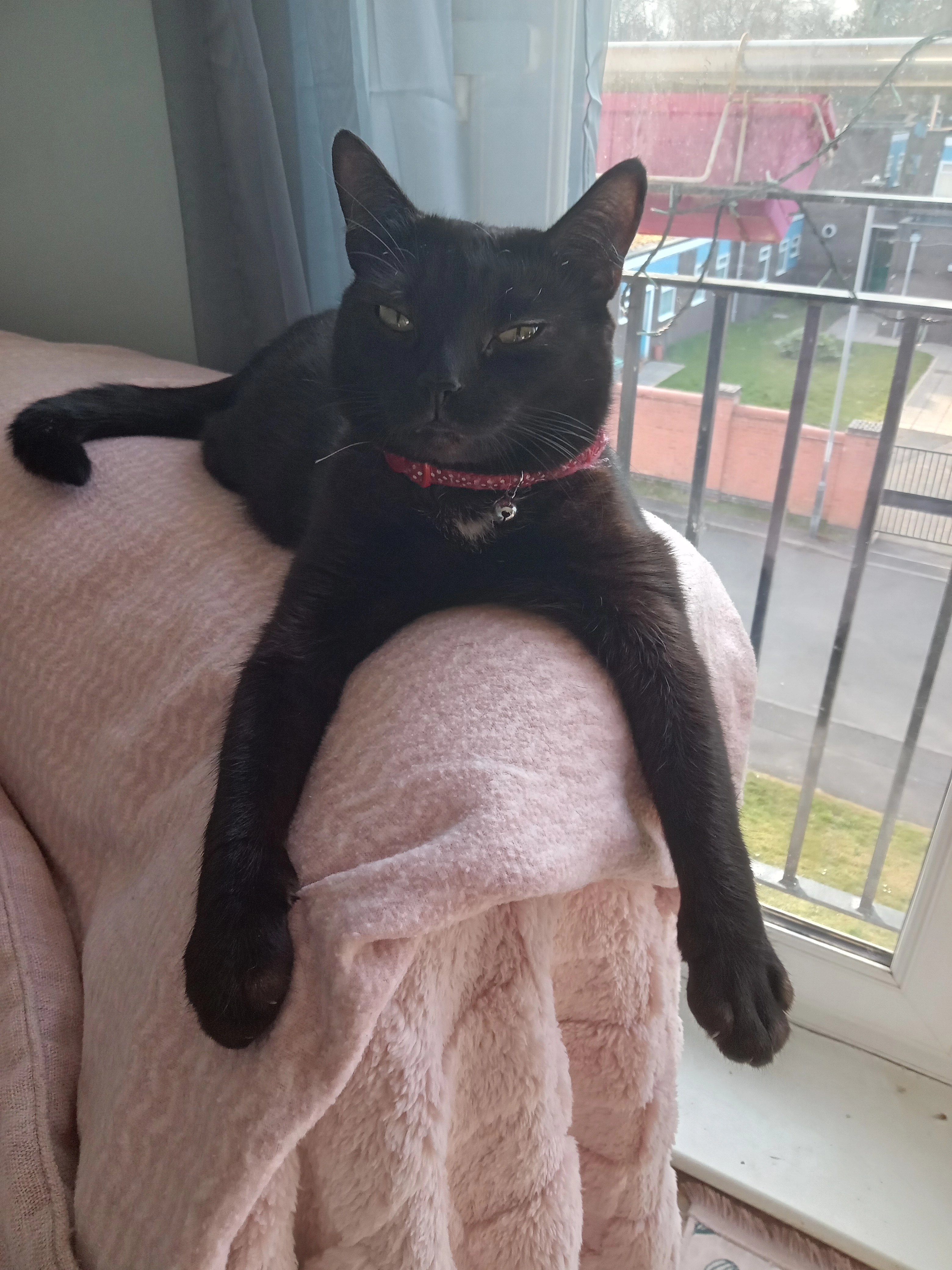 Molly - Kniveton Close, Derby