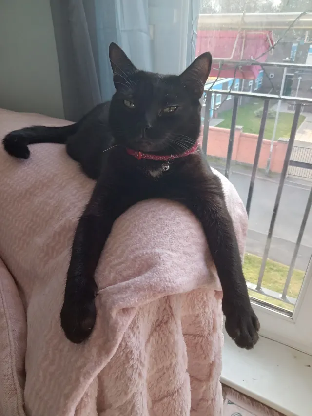 Molly - Kniveton Close, Derby