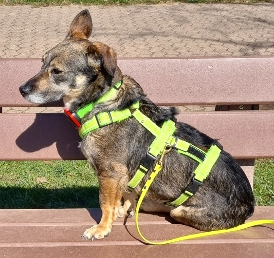 Sari  - Nauwieserstraße, Püttlingen