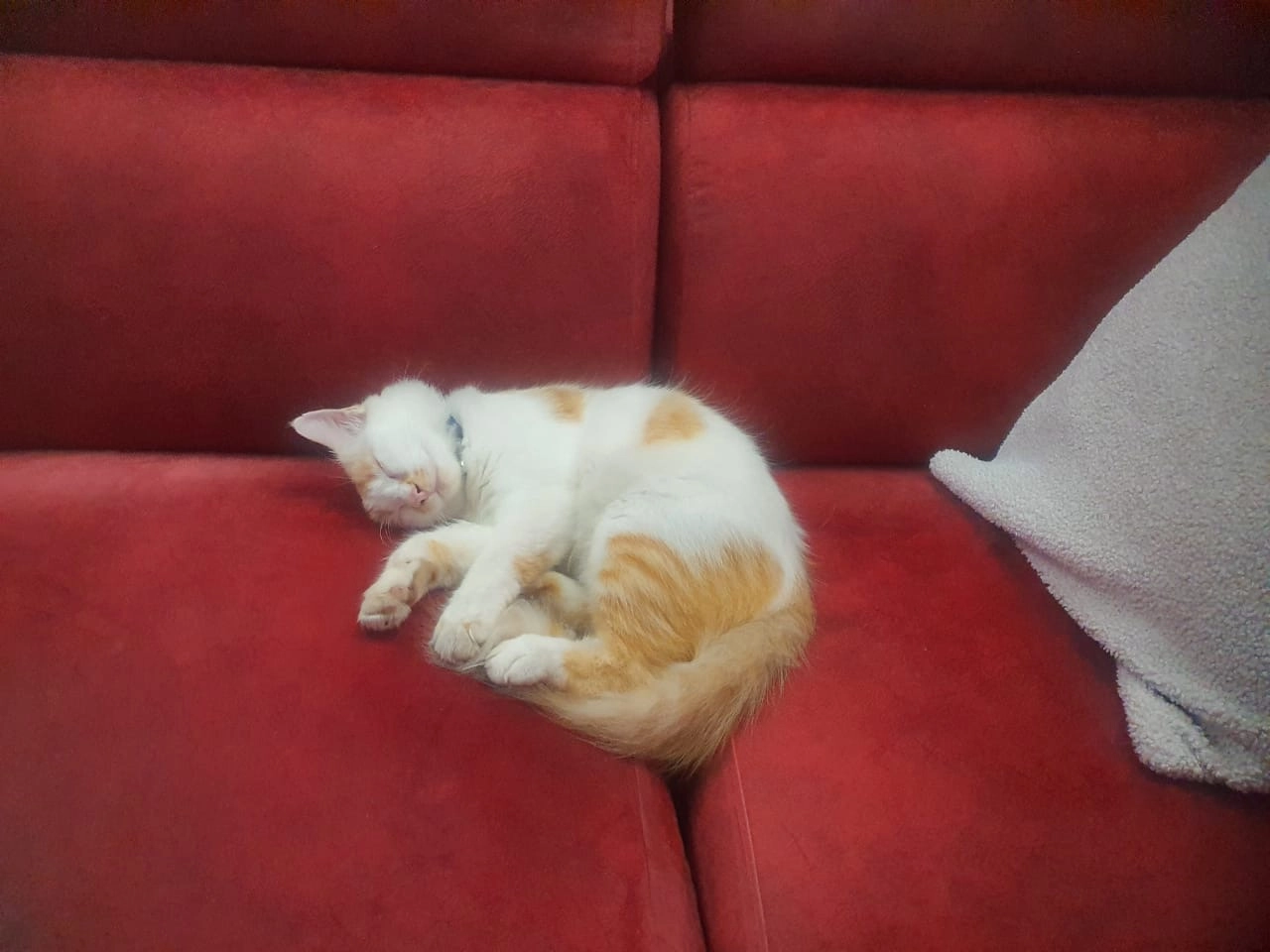 Boboi - 43500, Taman Harmoni, Bandar Teknologi Kajang,Semenyih