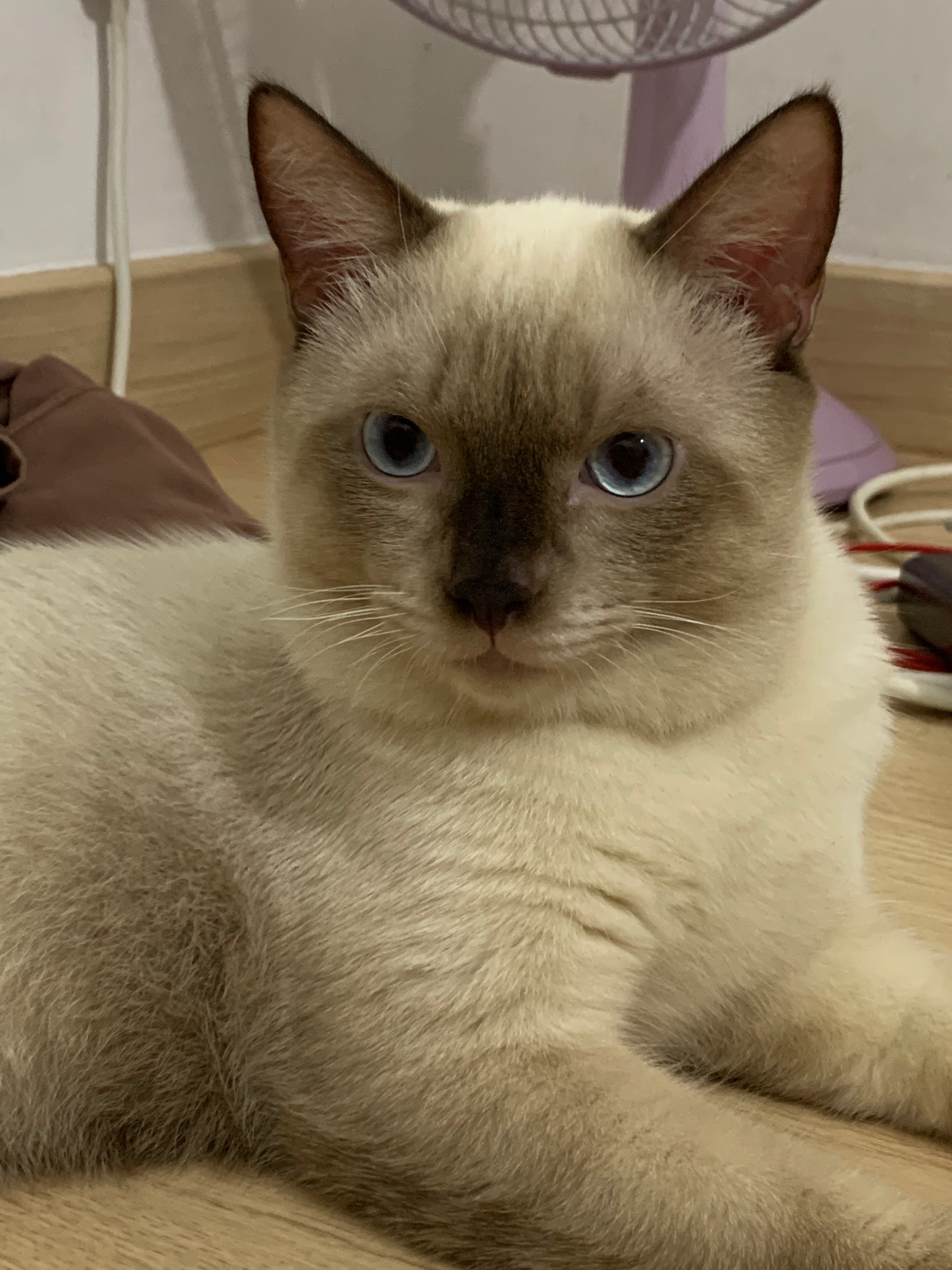 Luca - B3 Cyberia Smarthomes, Cyberjaya