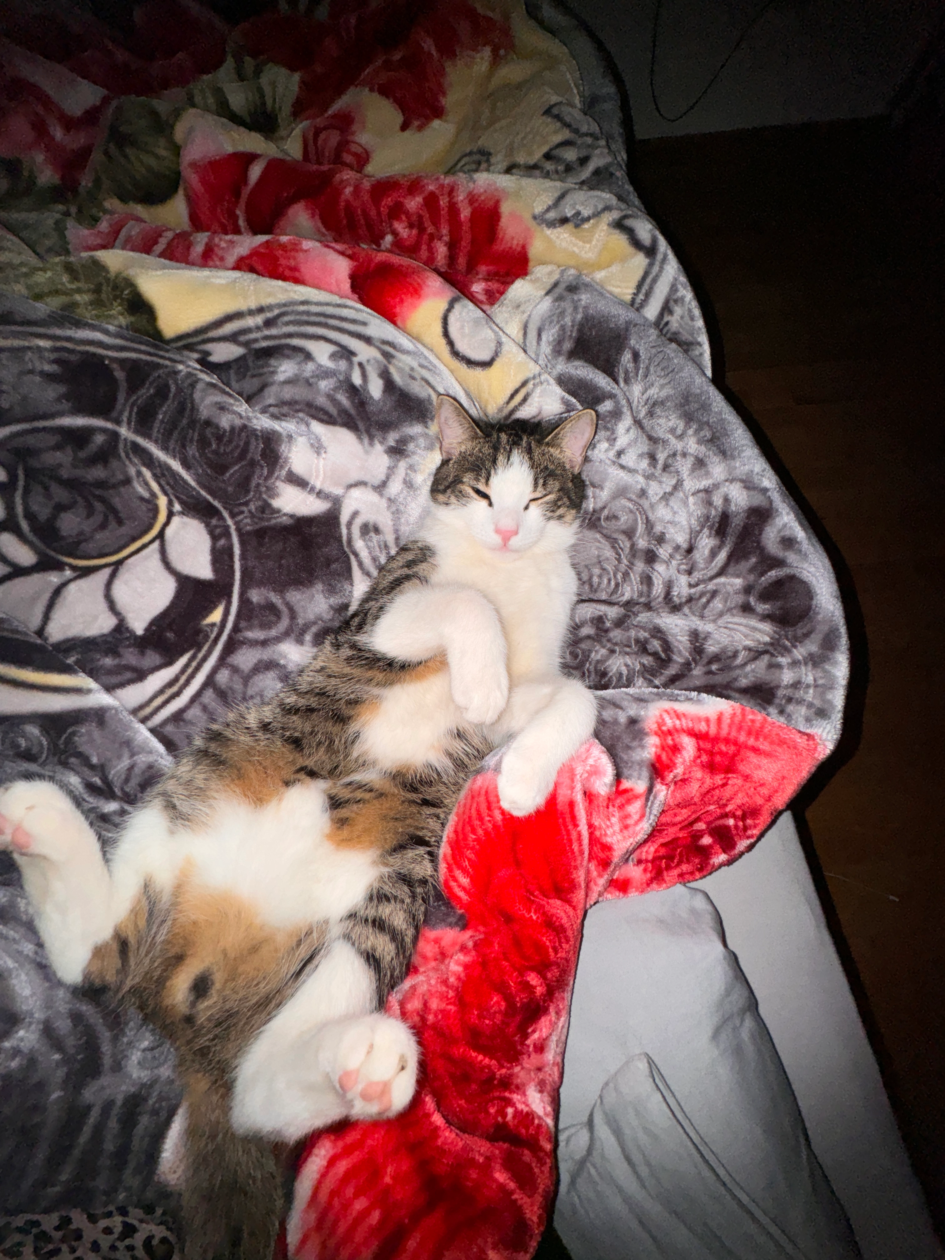 Tiger - Gaswerkstraße, Graz