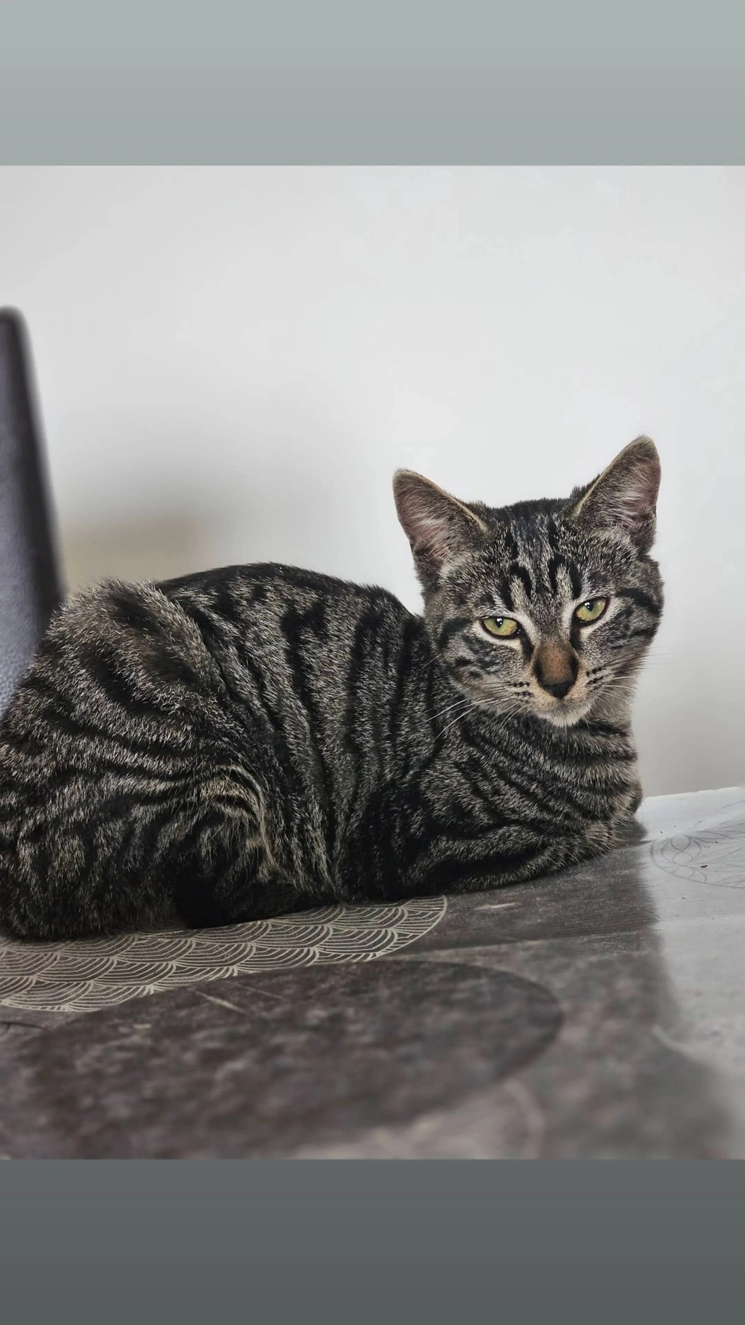 Kiara - Allée de la Hardt, Schlierbach