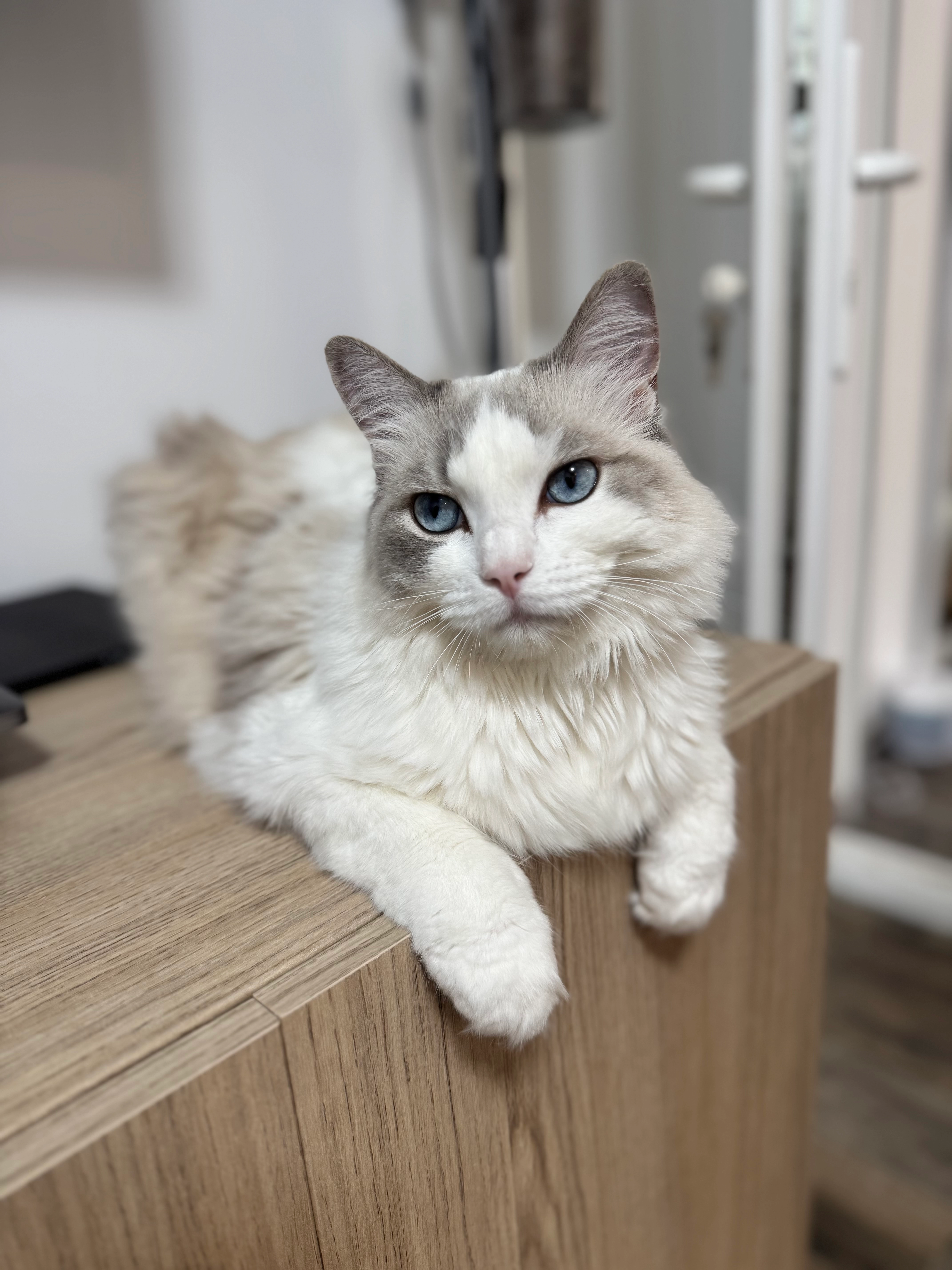 Sya - 42 Avenue Marcel Delprat, Marseille