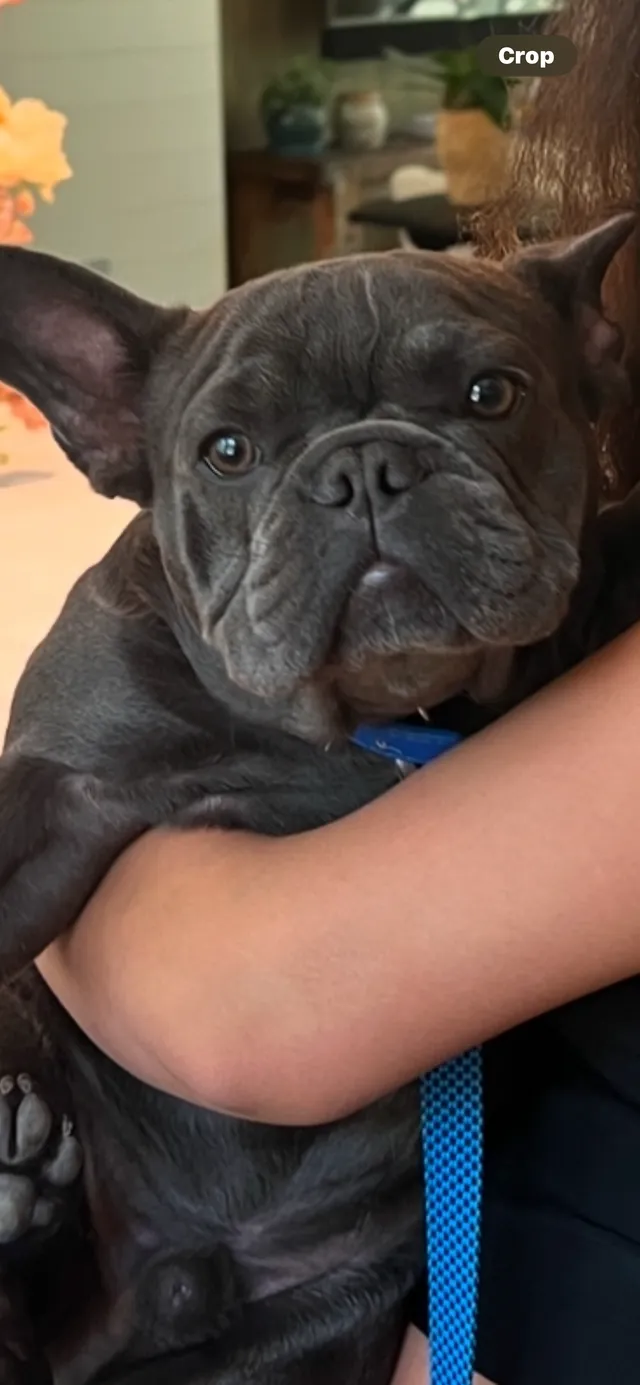 Rocky - 655 Parra Grande Ln, Santa Barbara
