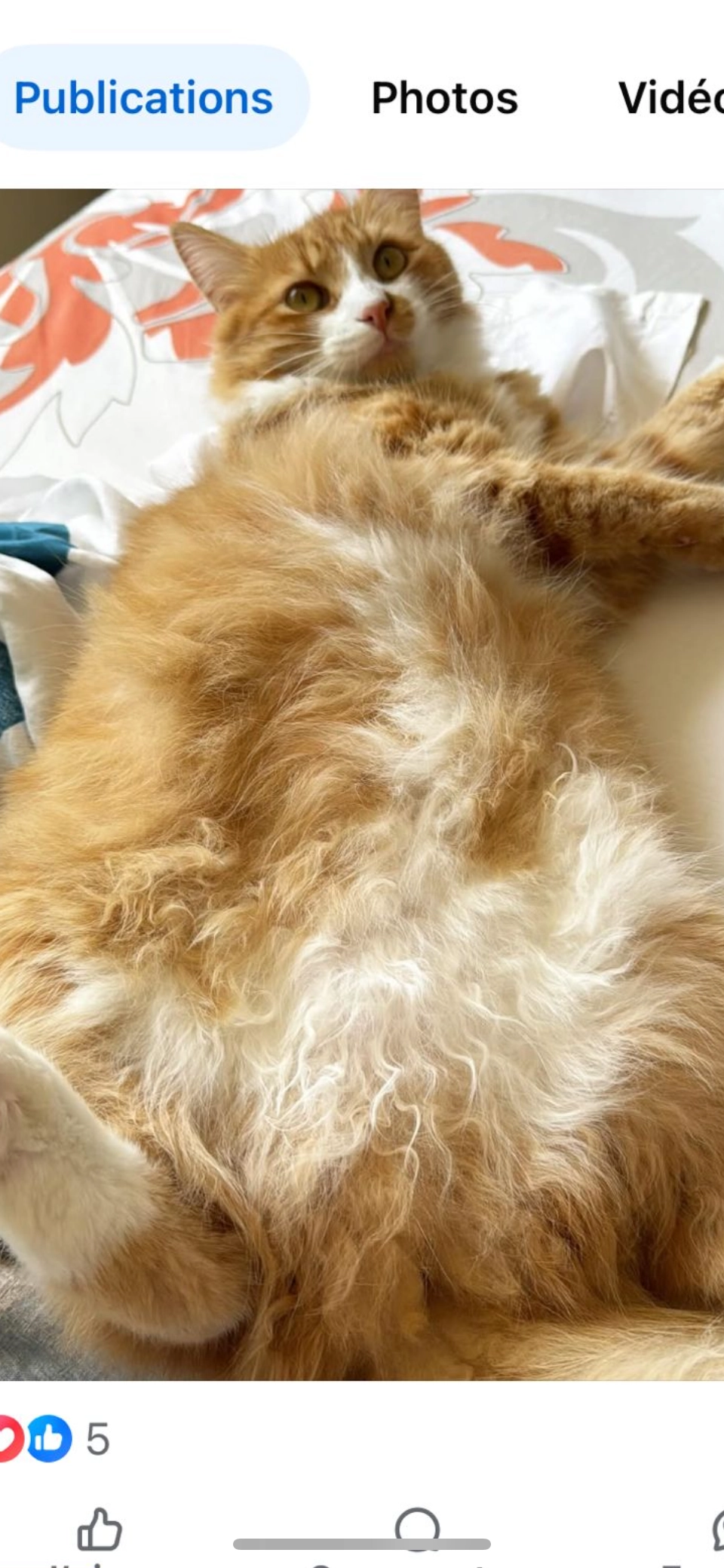 Lola - Rocade de Rabat, Salé