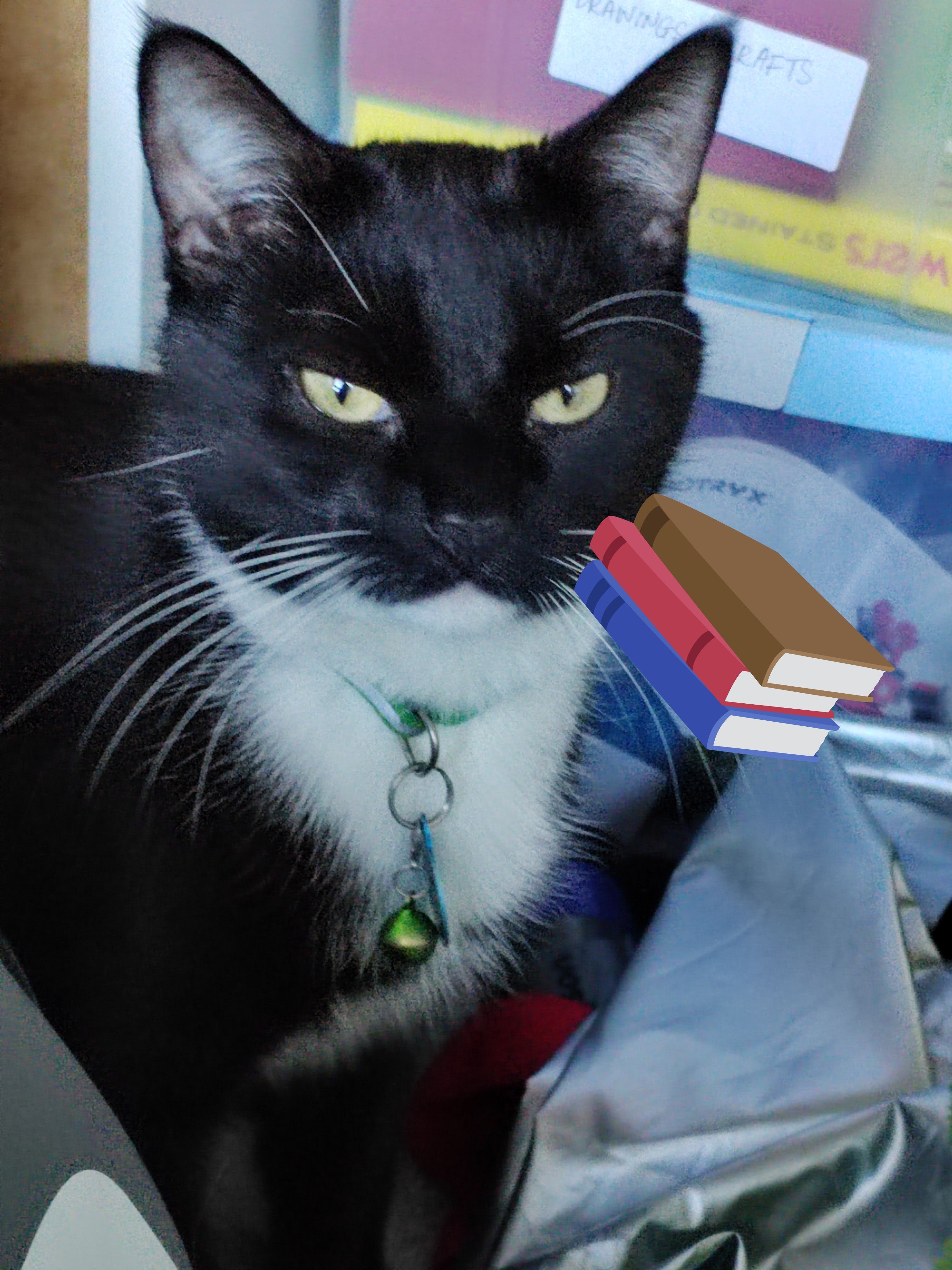 Socks - Forester Street, Stirling