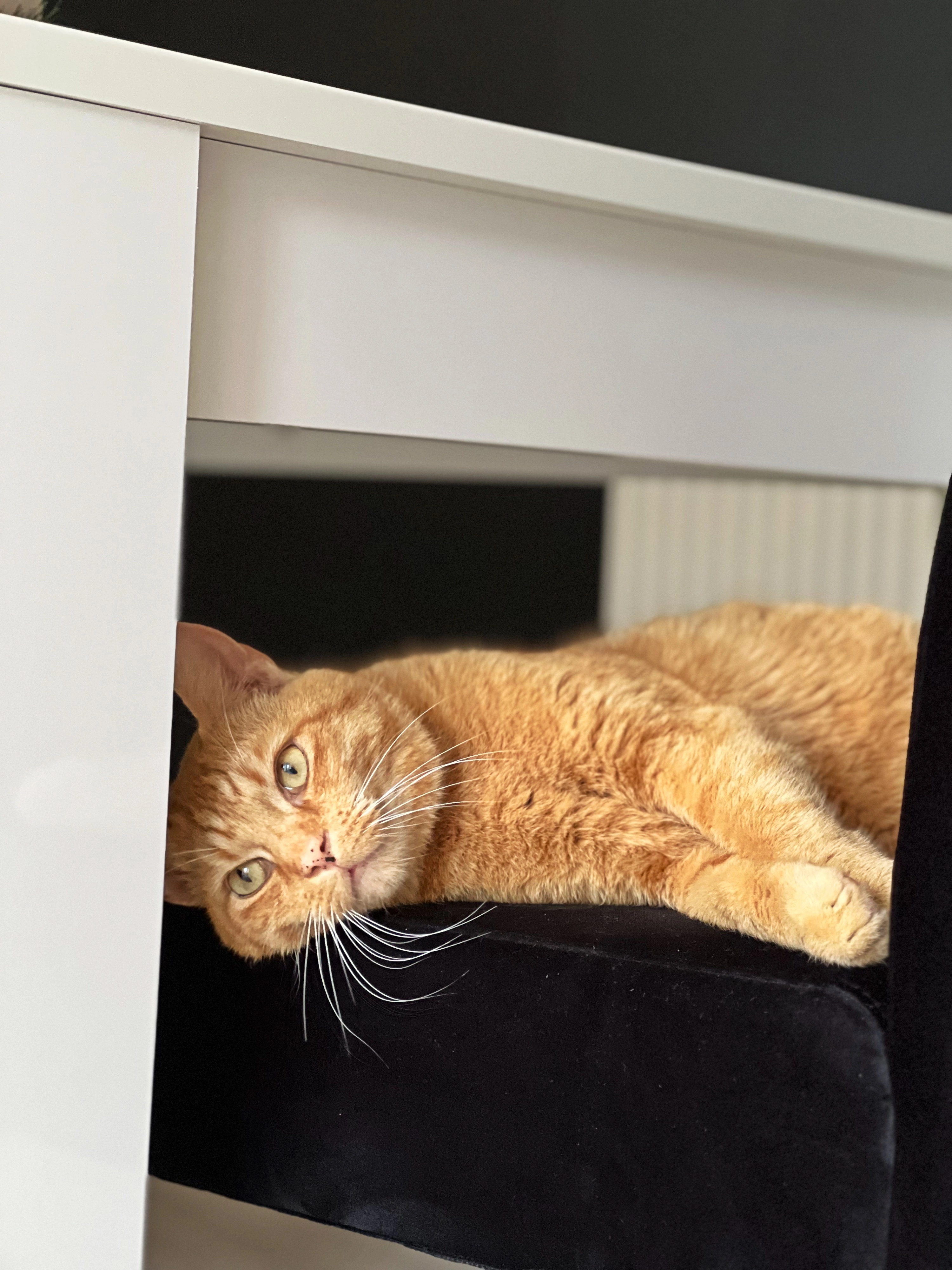 Garfield - Woburn Close, Corby