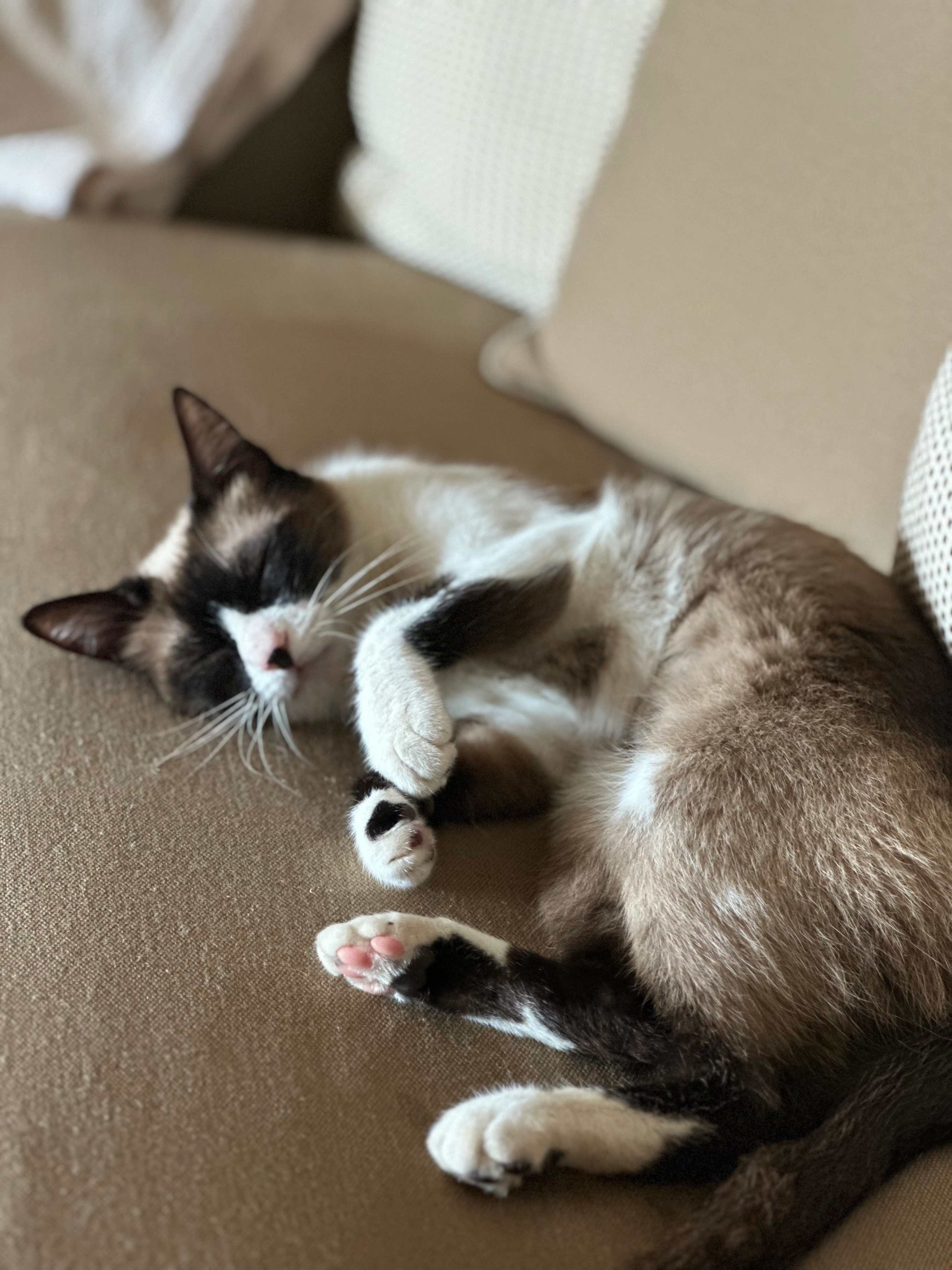 Lulu - Partida Colari, Calp