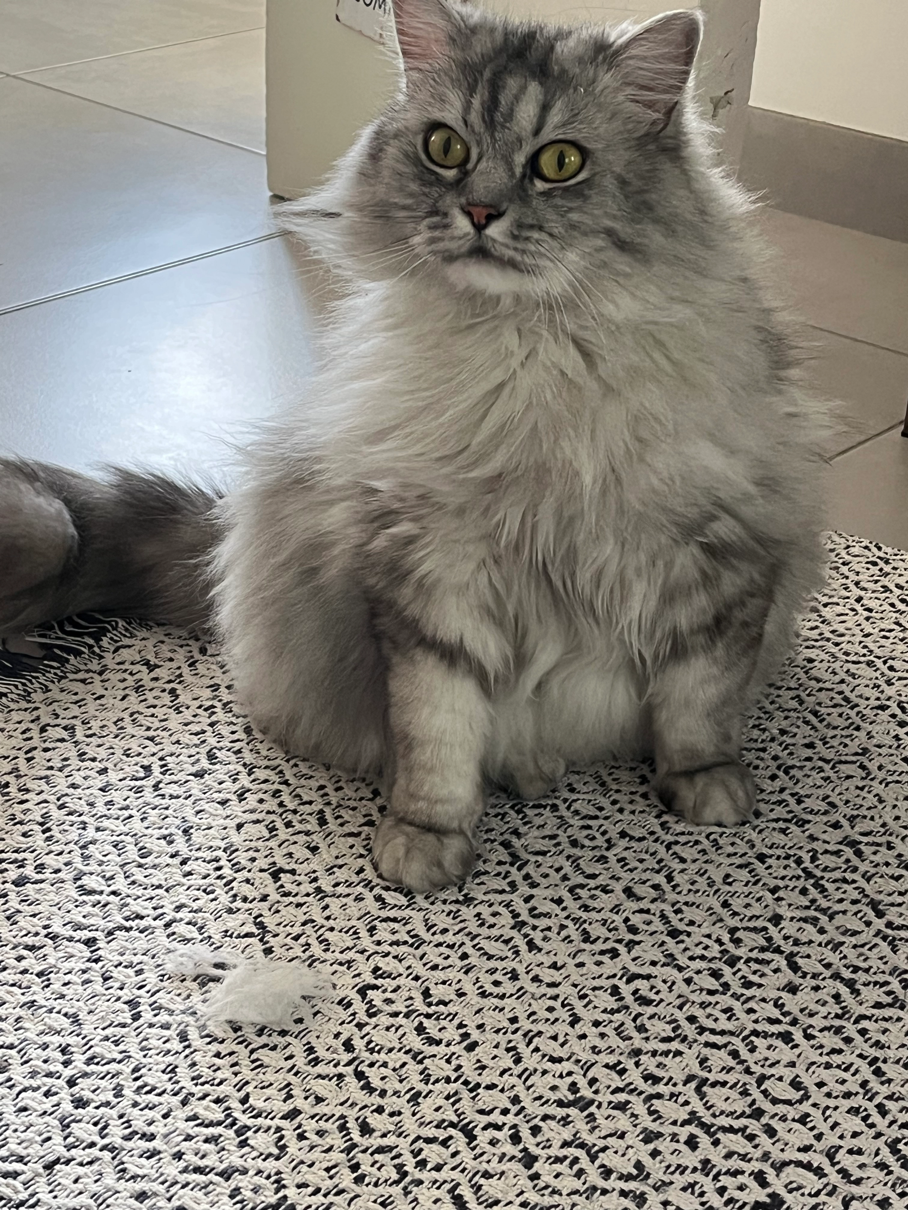 gus - Avenue de Rosières, Dombasle-sur-Meurthe