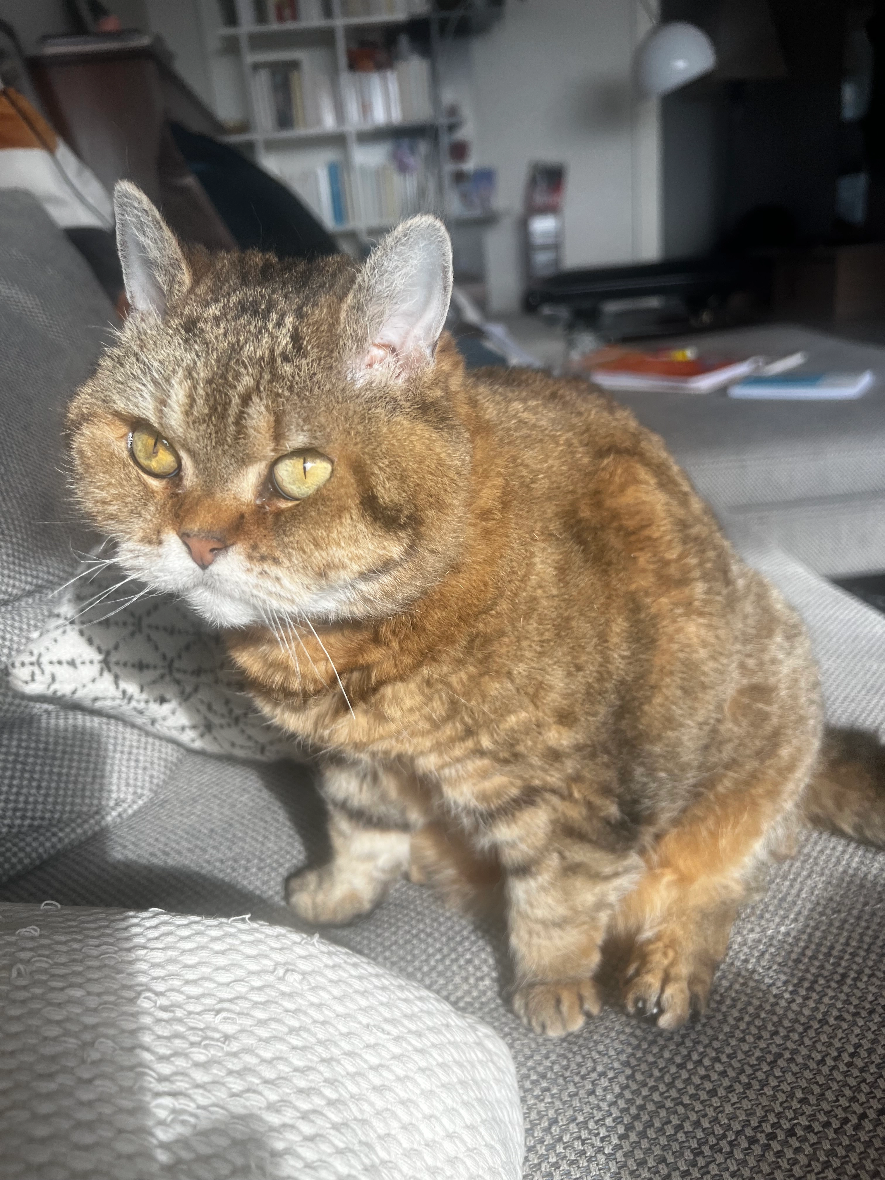 Padme - Avenue De L'estacade, La Barre-de-Monts