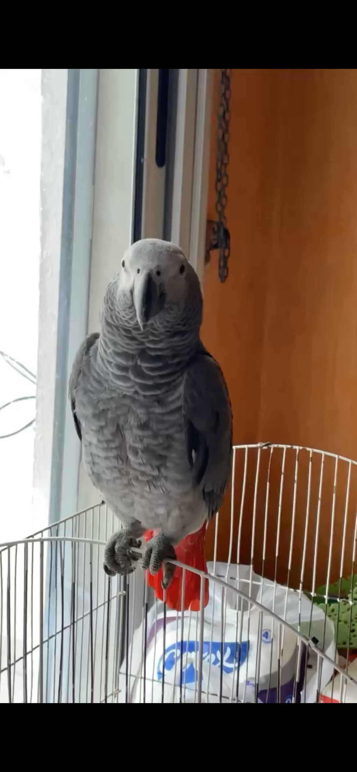 It’s a parrot his name is koukou - 25, Constantine