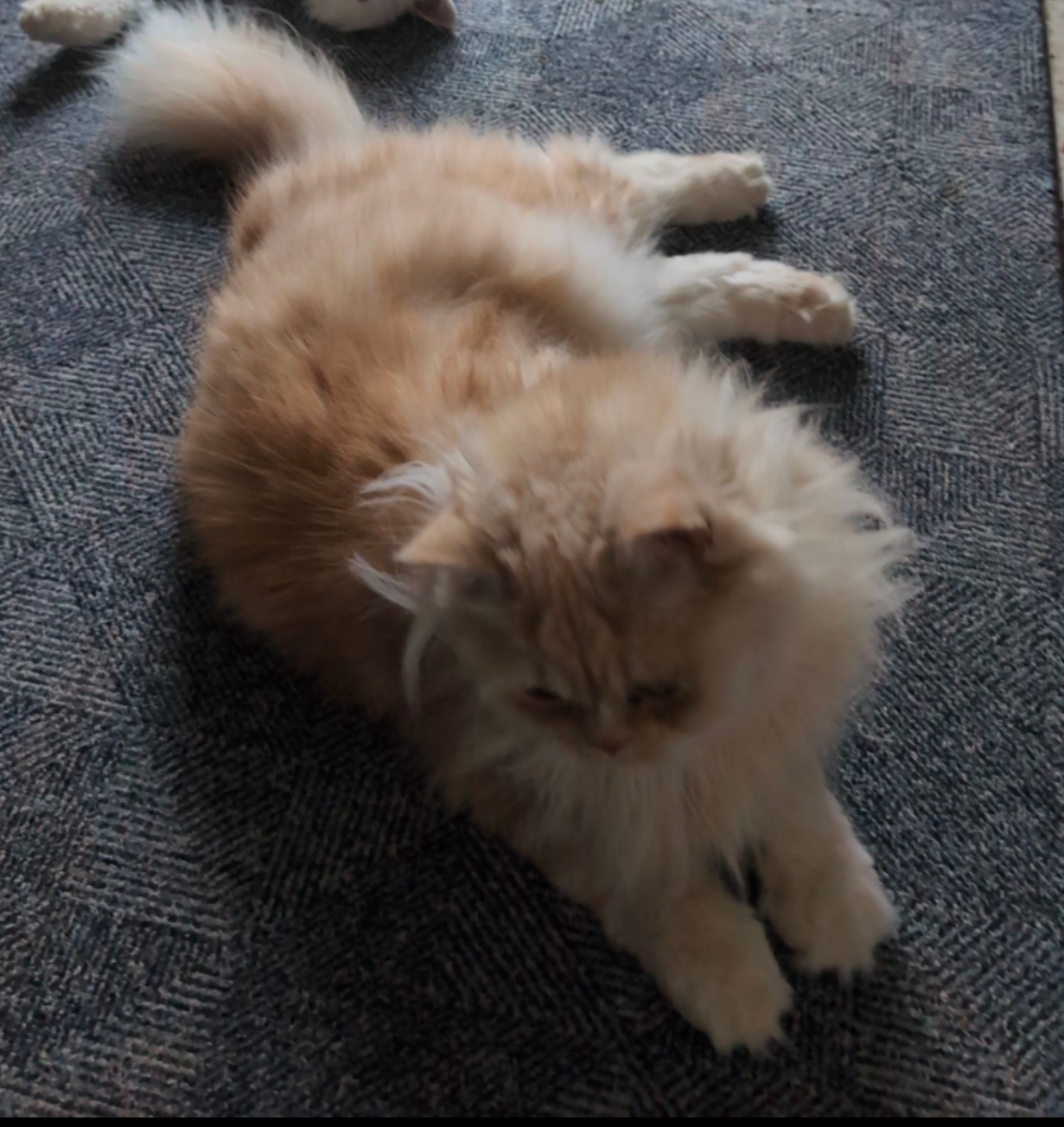 Sally - Im Bocksfeld, Lippstadt