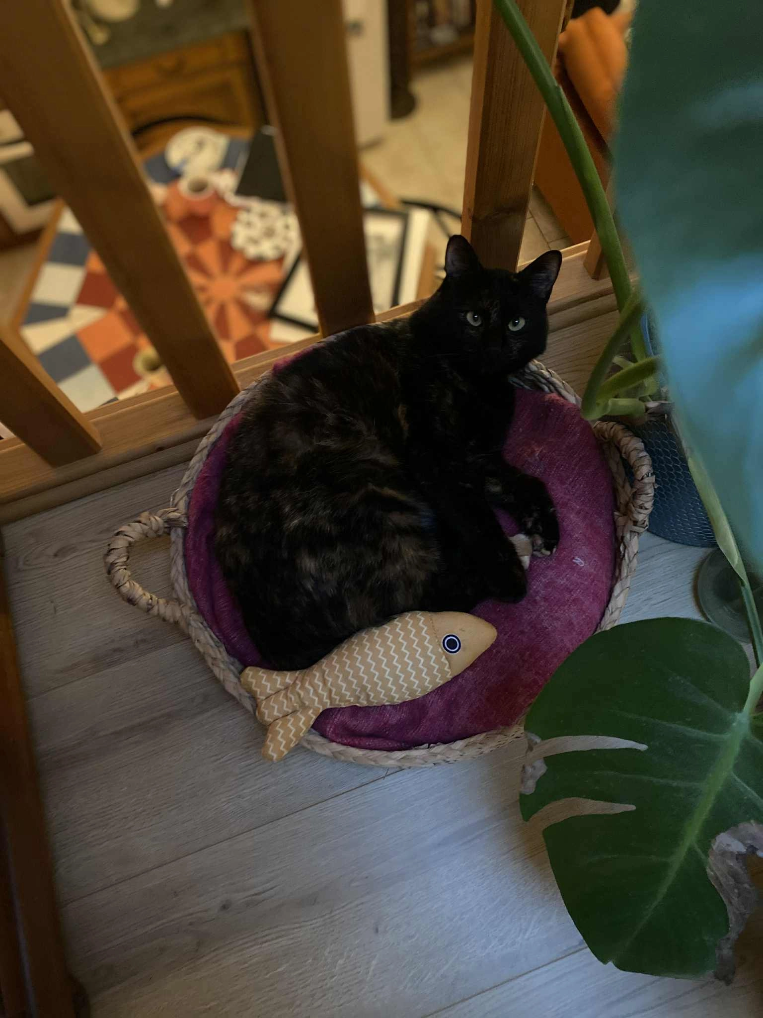 Fara - D 35, Gailhan