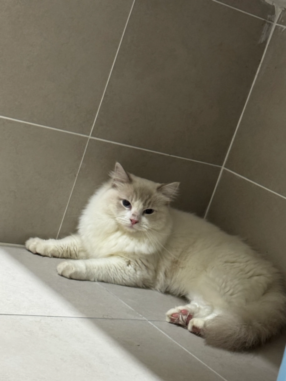 Tommy - Jalan Springhill 10/25, Jimah